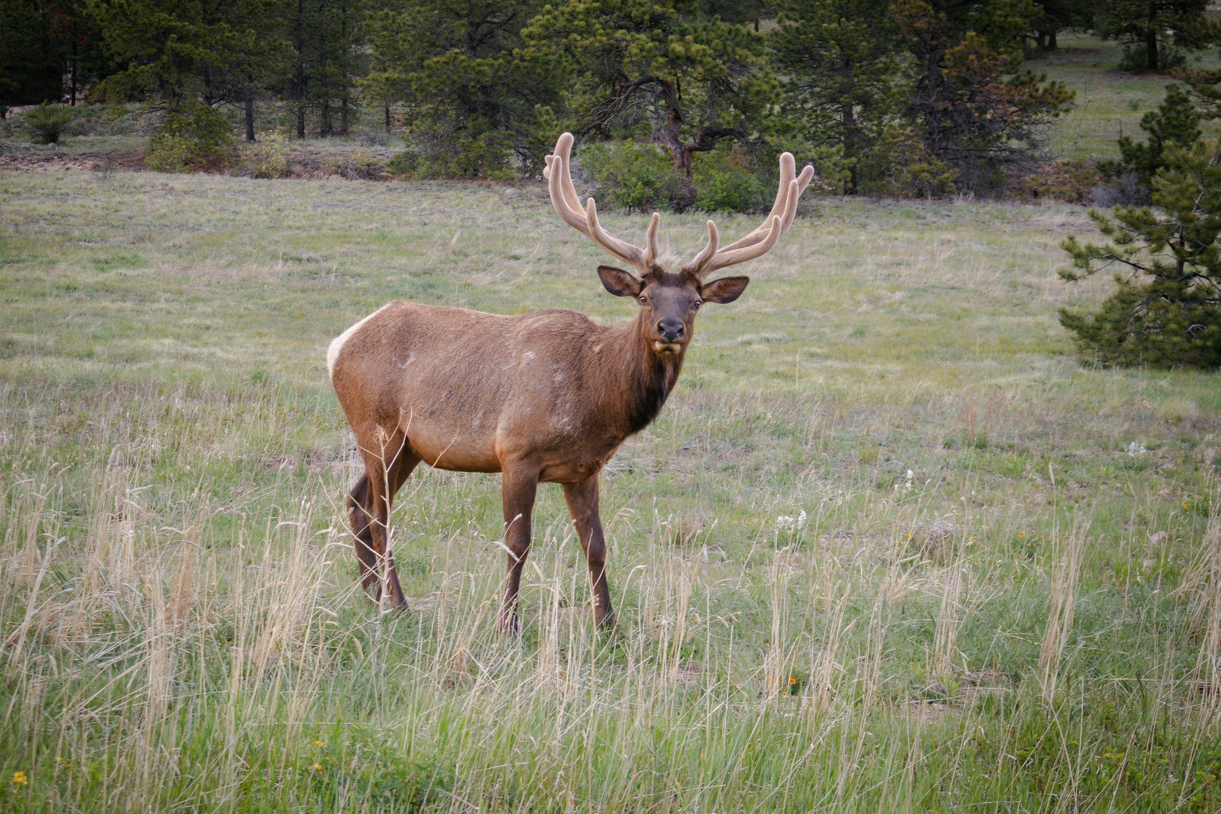Photo ID: ELK-003