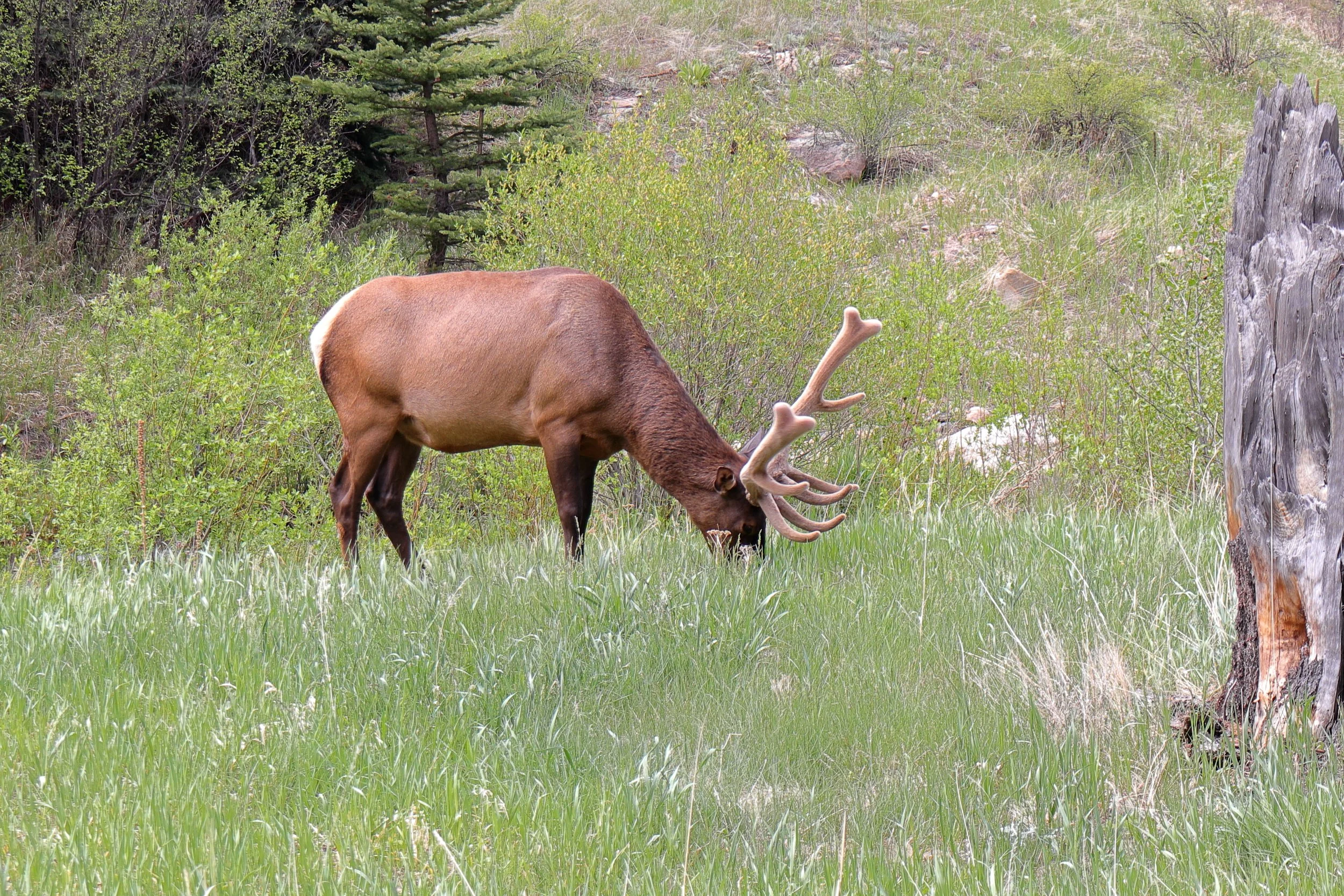 Photo ID: ELK-006