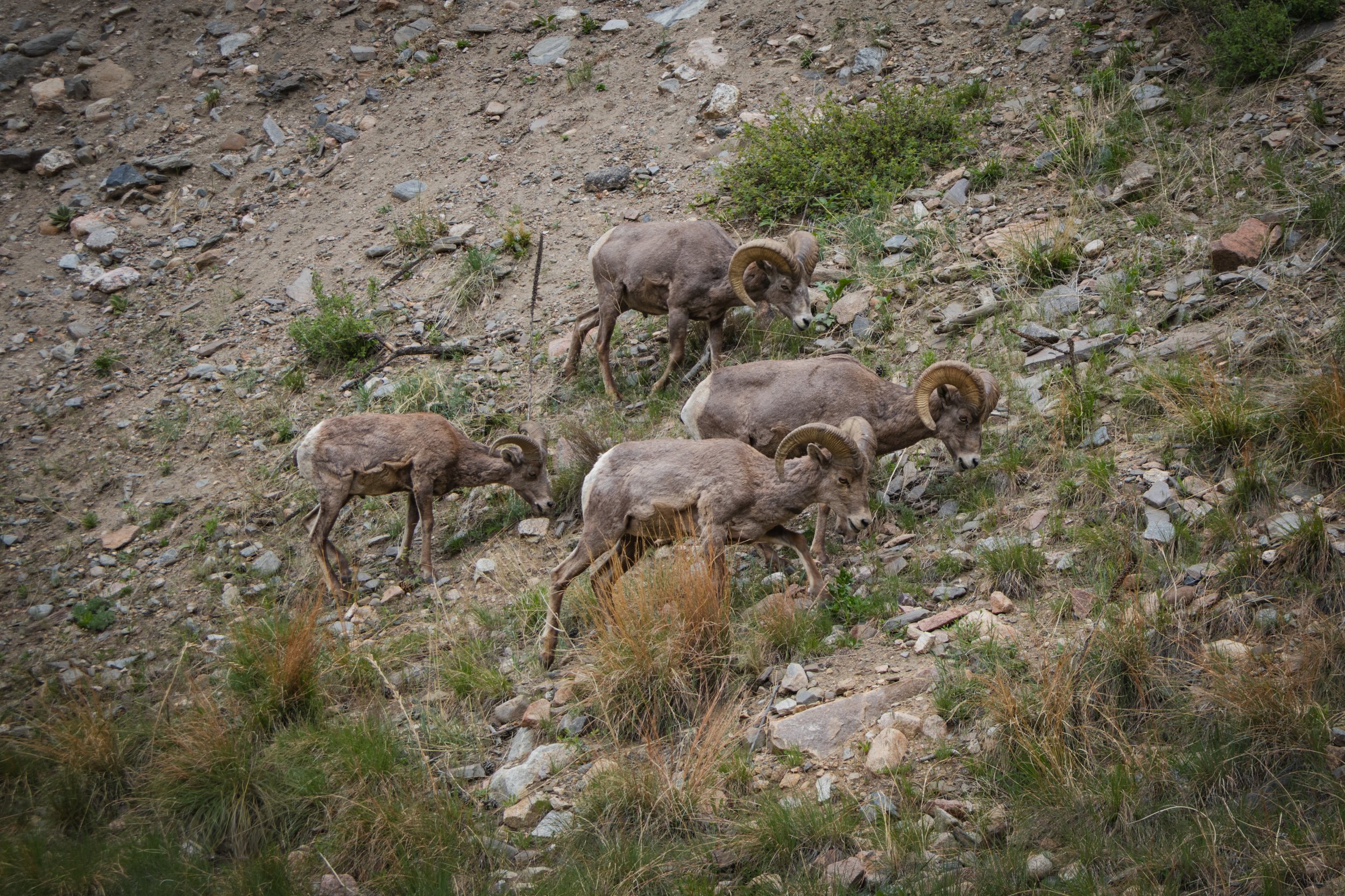 Photo ID: RAM-007