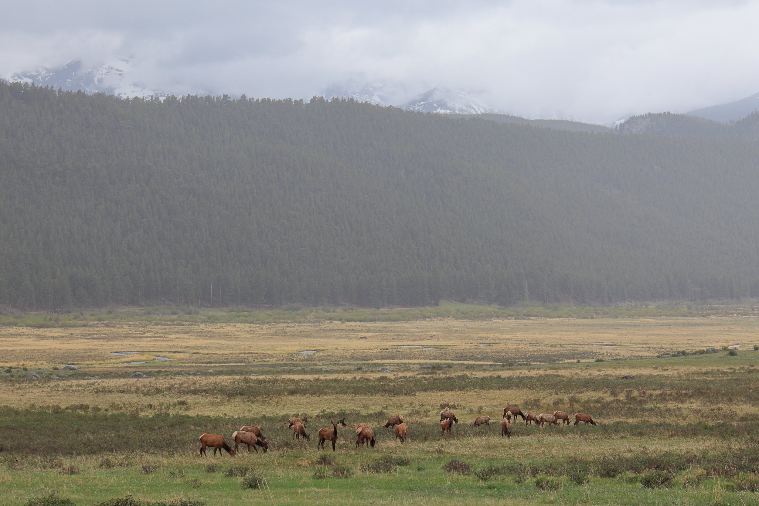 Photo ID: ELK-015