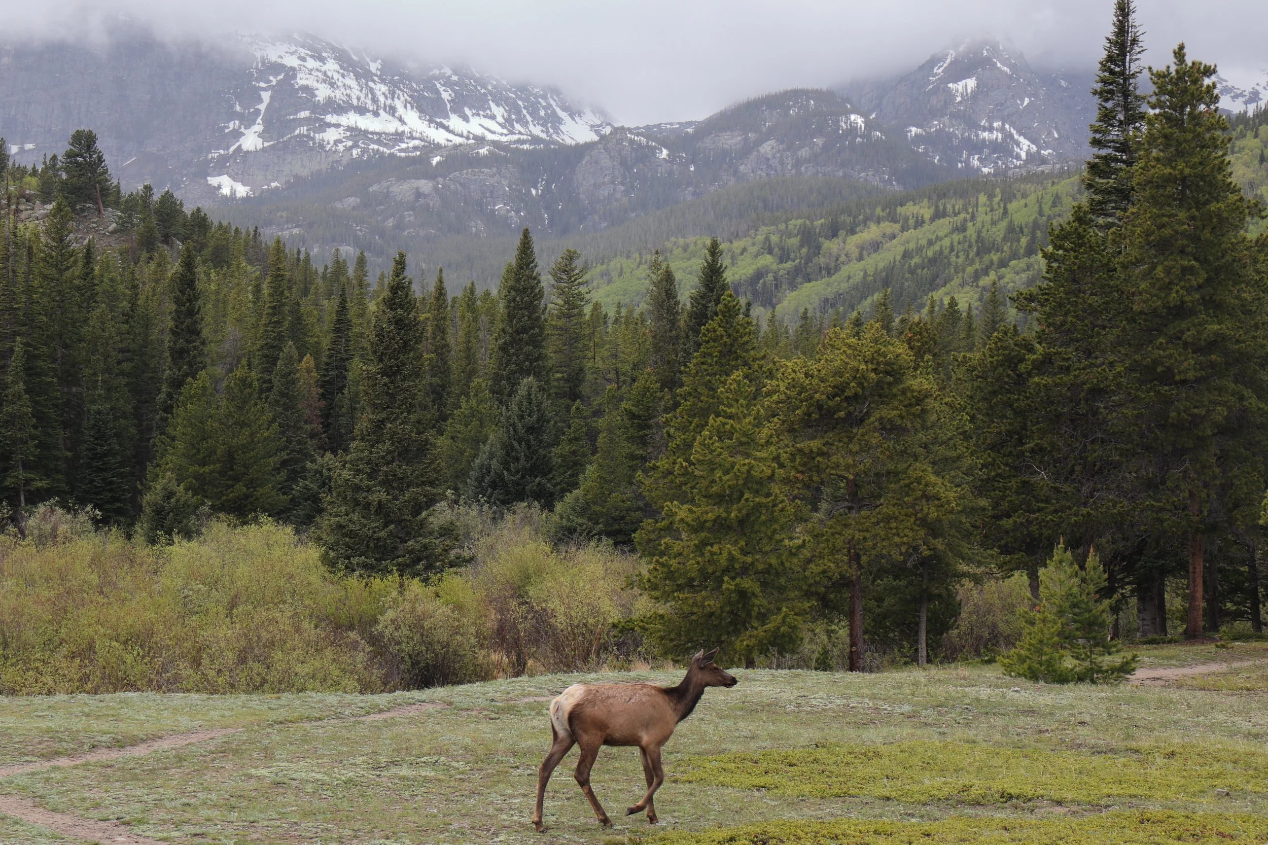 Photo ID: ELK-012