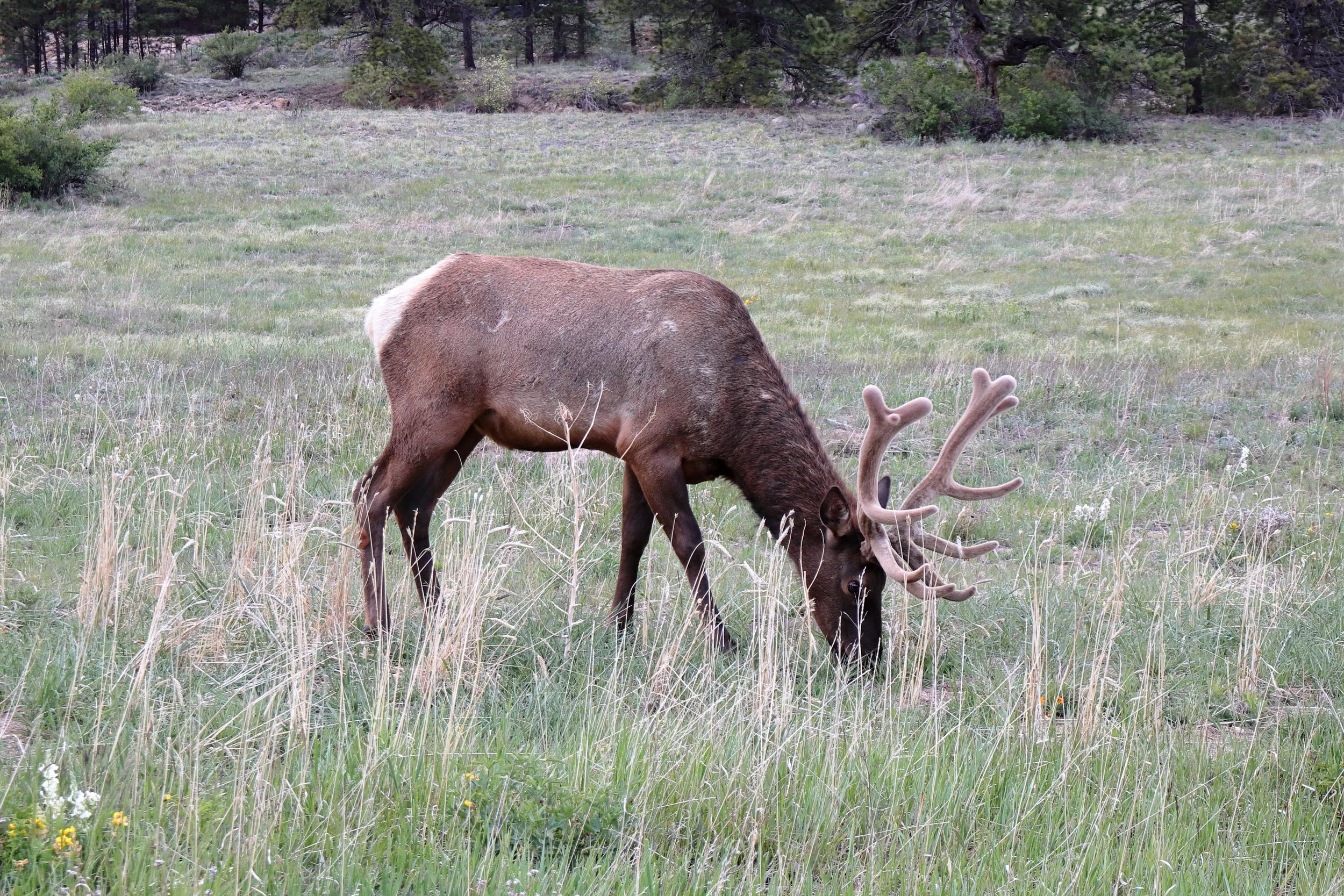 Photo ID: ELK-008