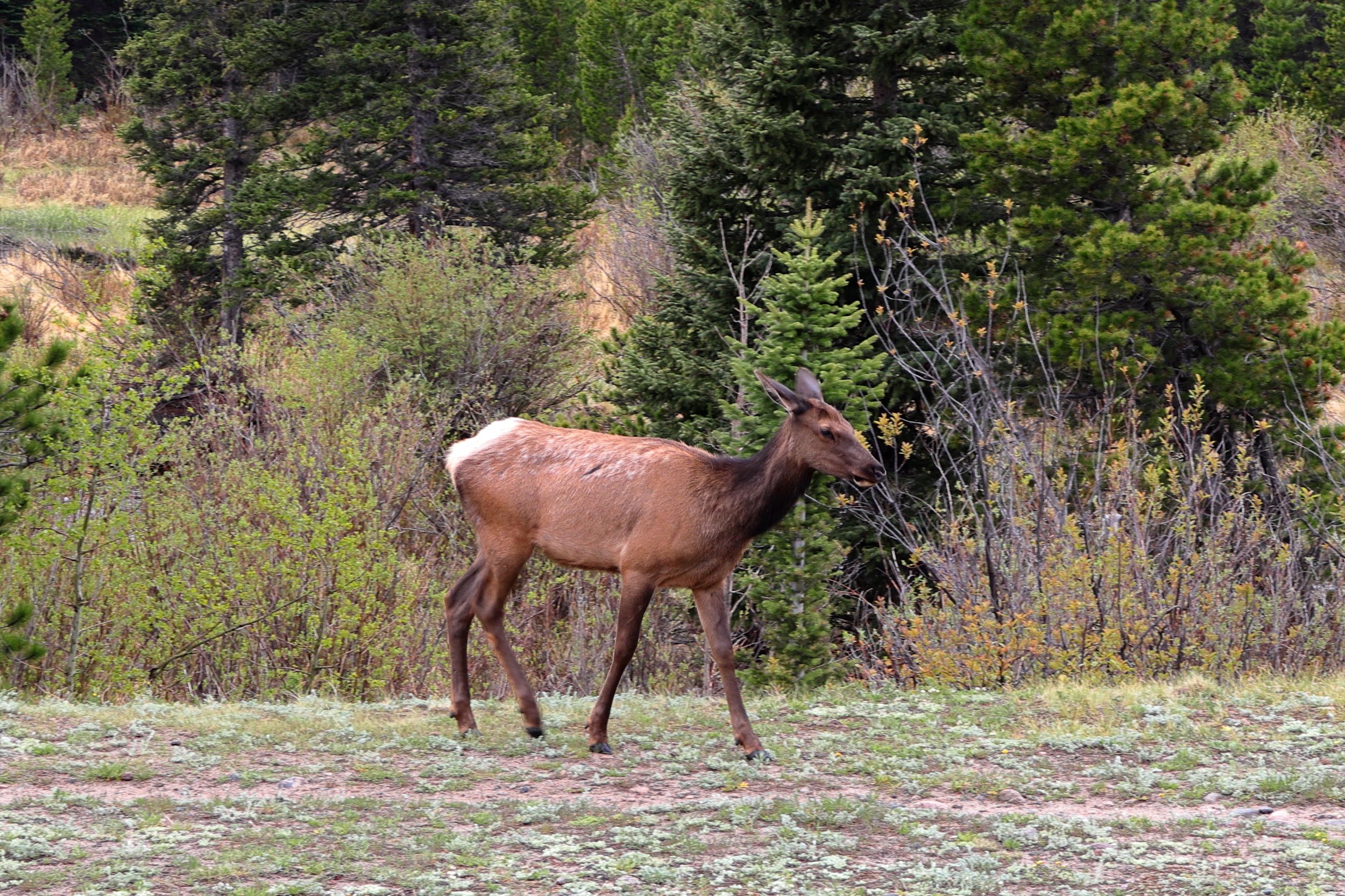 Photo ID: ELK-011