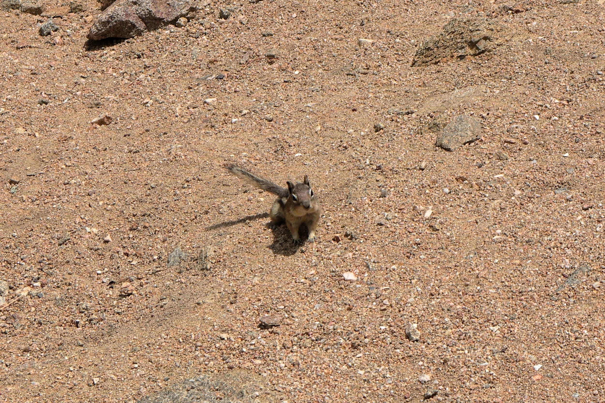 Small Wildlife