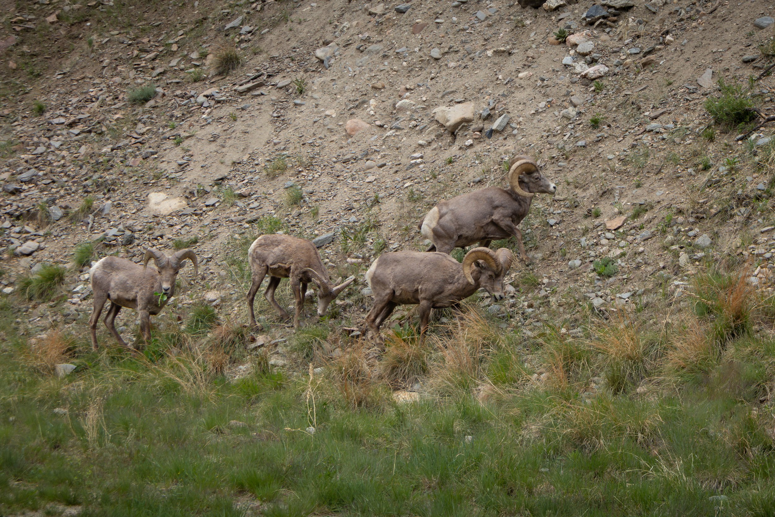 Photo ID: RAM-010