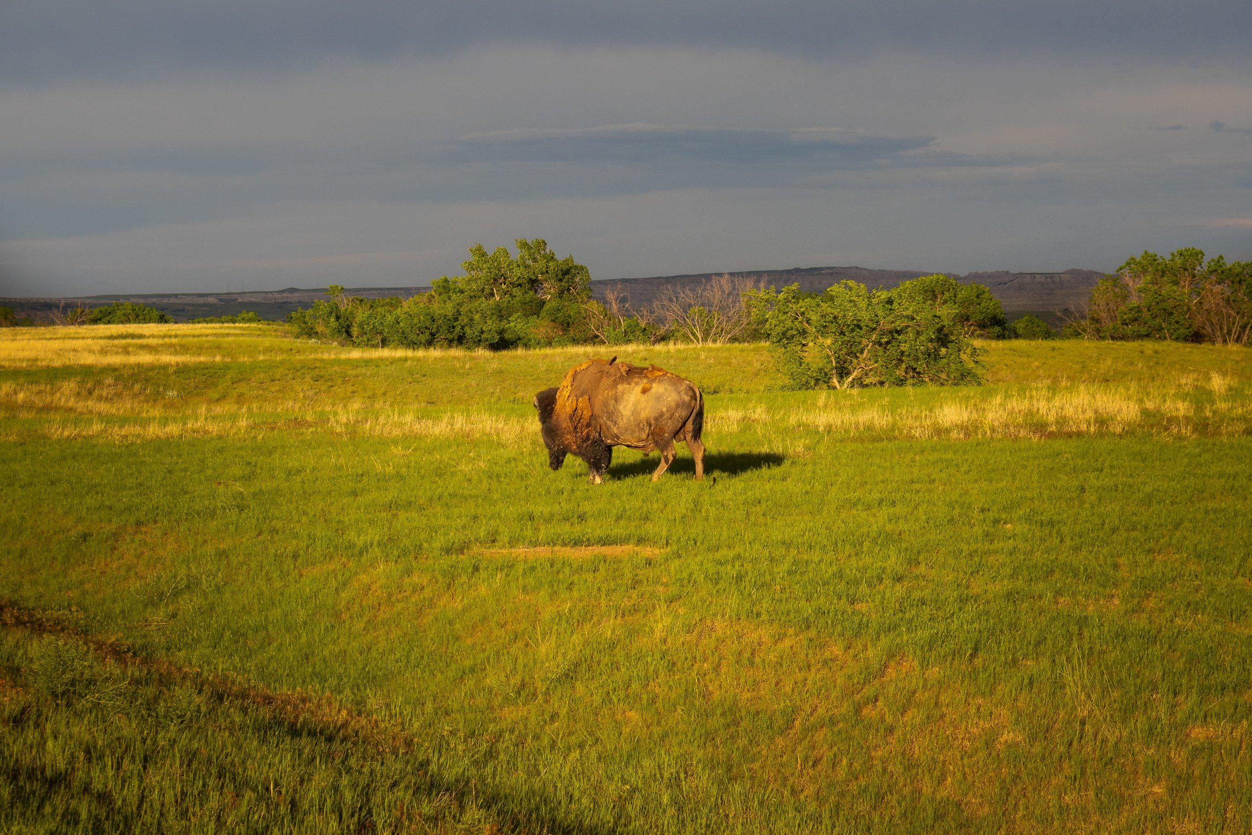 Photo ID: BUF-001