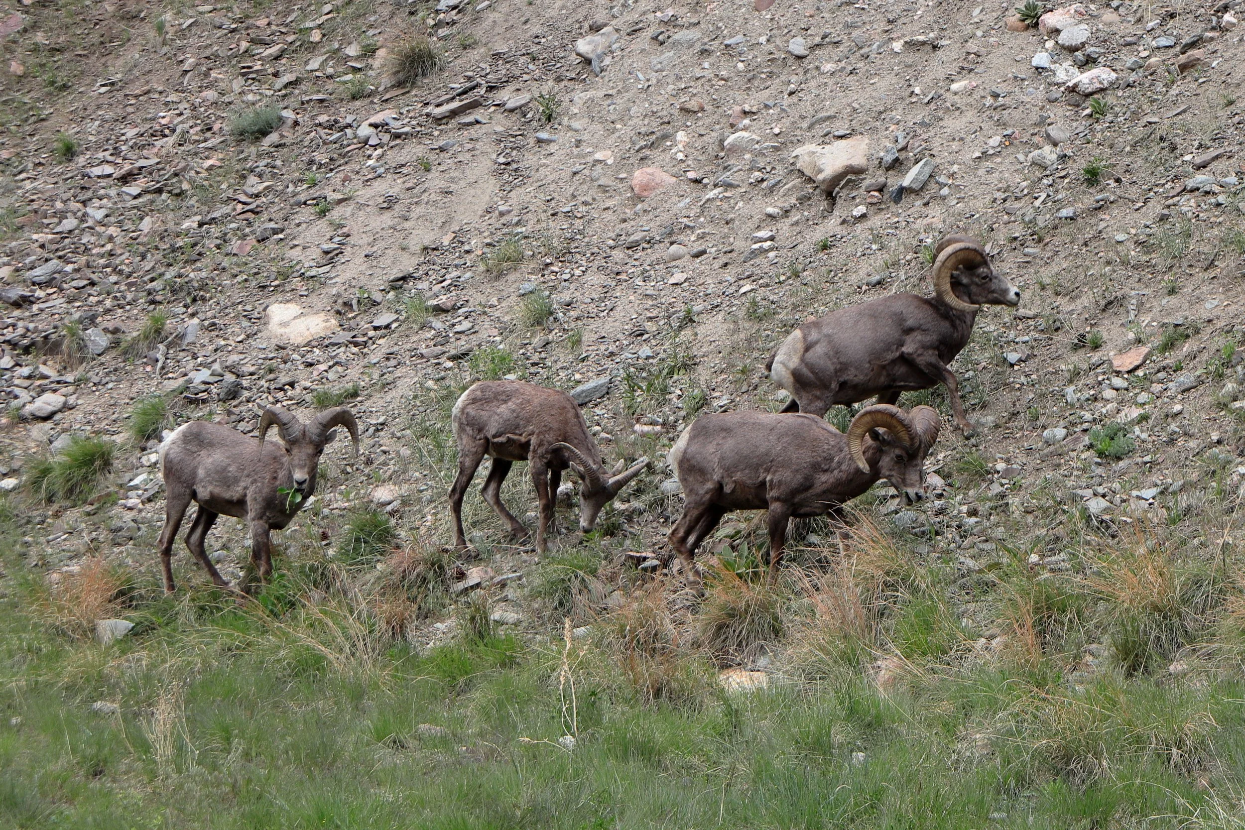 Photo ID: RAM-0010