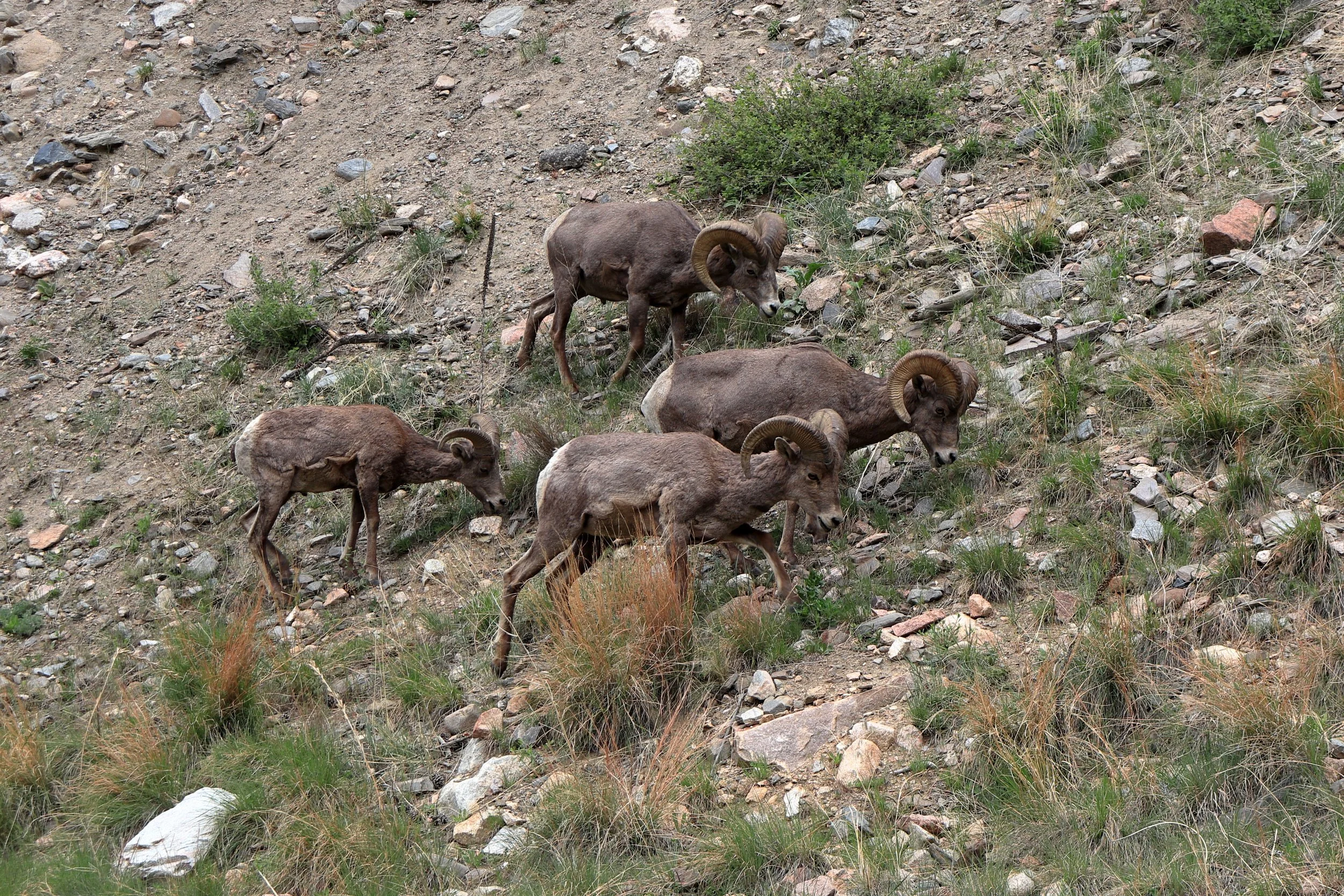 A group of bighorn sheep walking on rocky, grassy terrain with scattered shrubs.