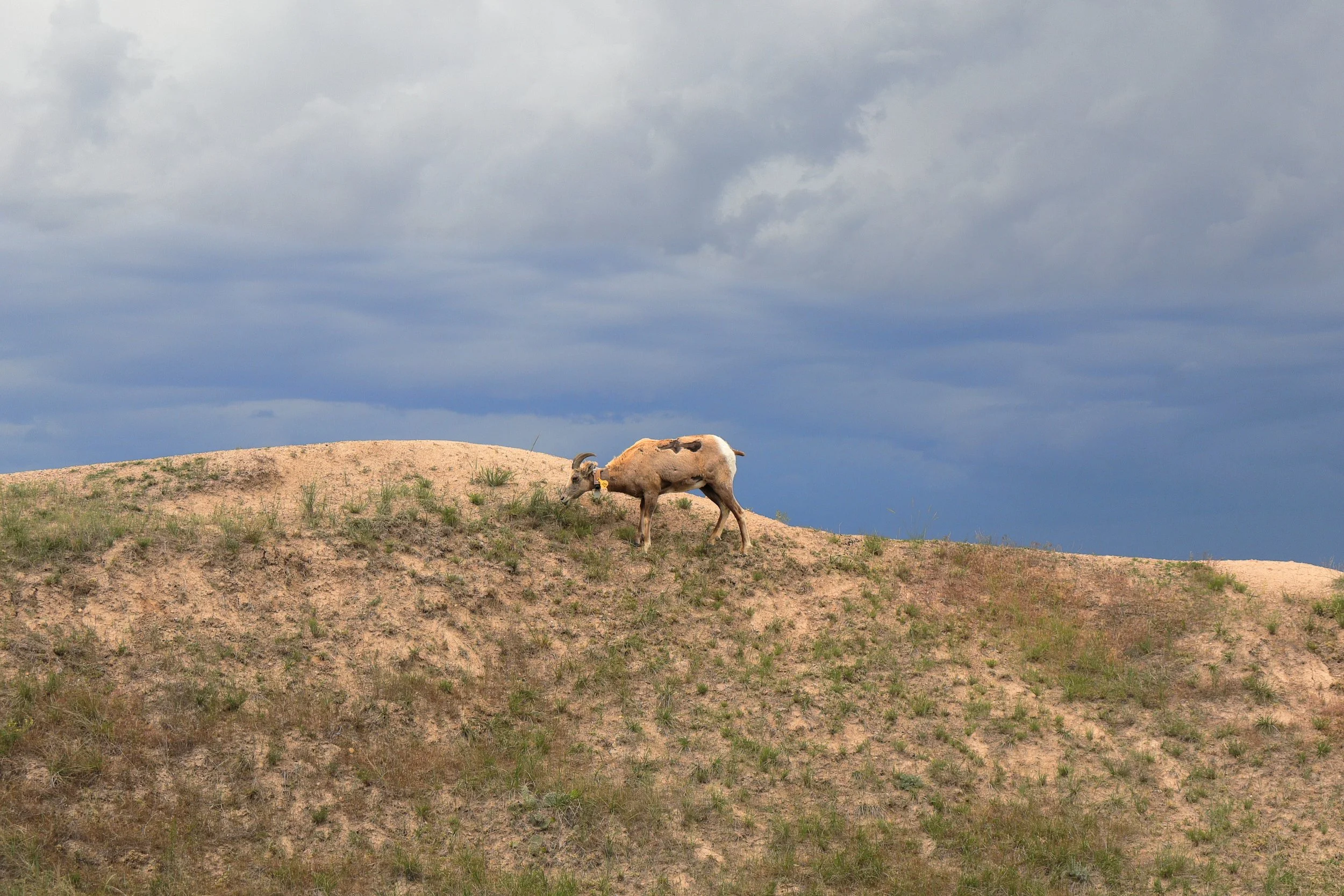 Photo ID: RAM-005