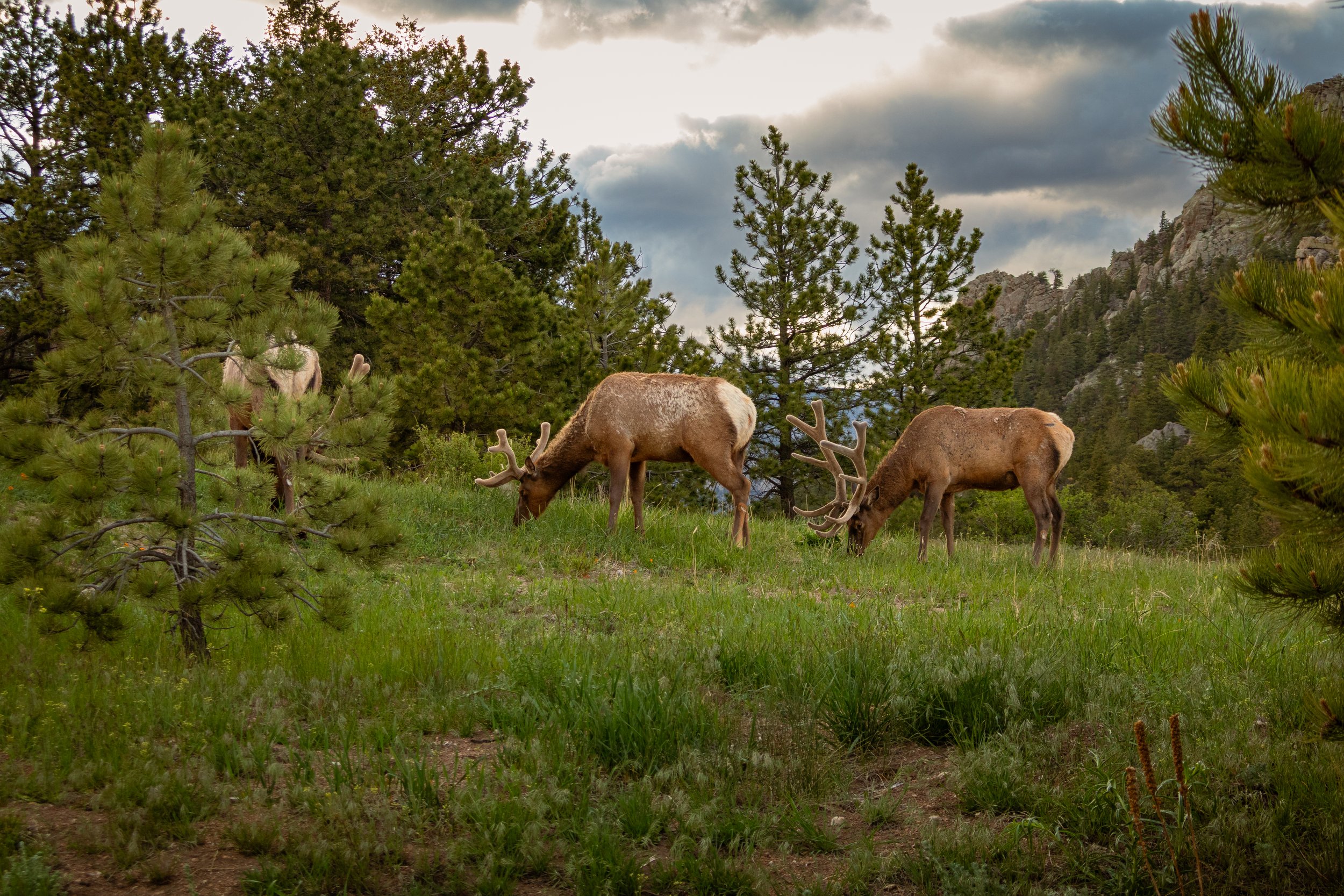Photo ID: ELK-021
