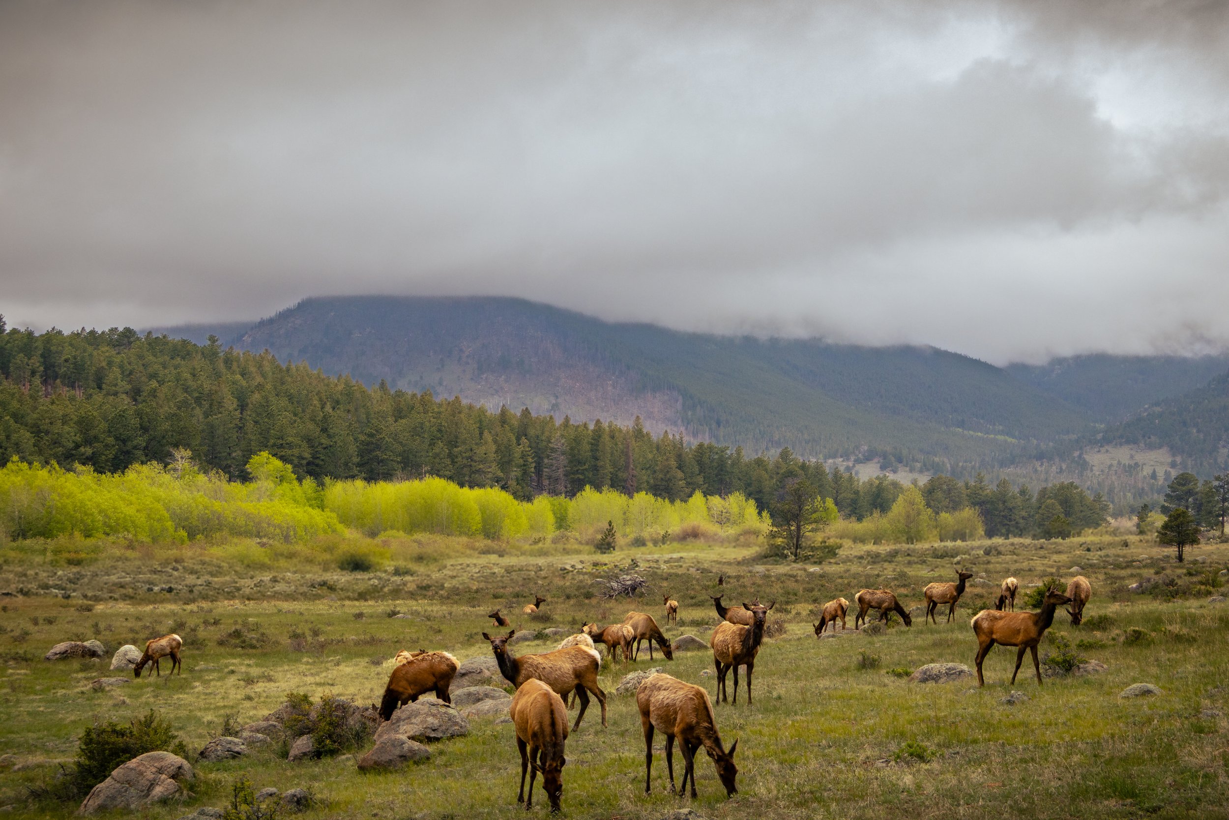 Photo ID: ELK-018