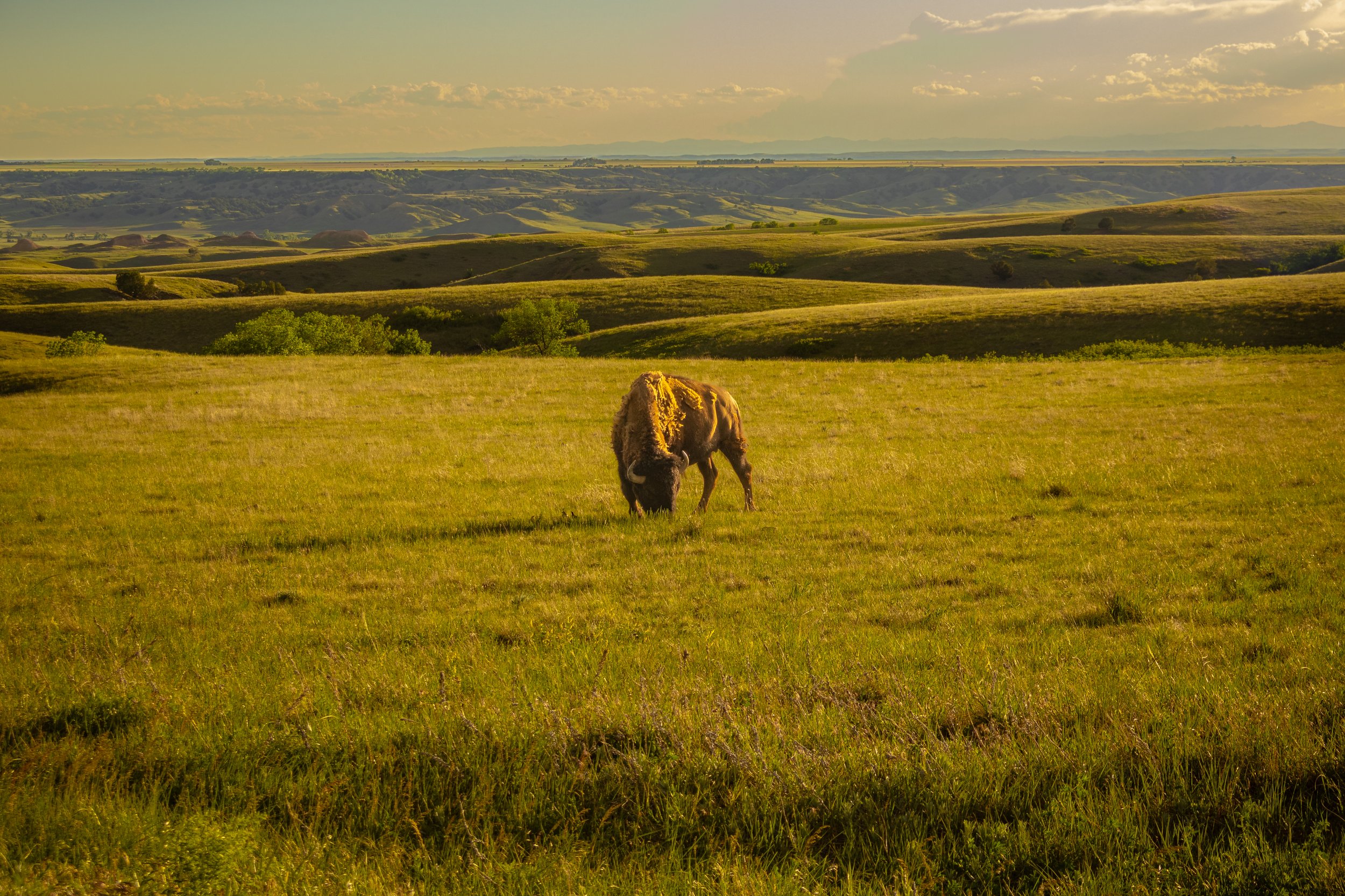 Buffalo