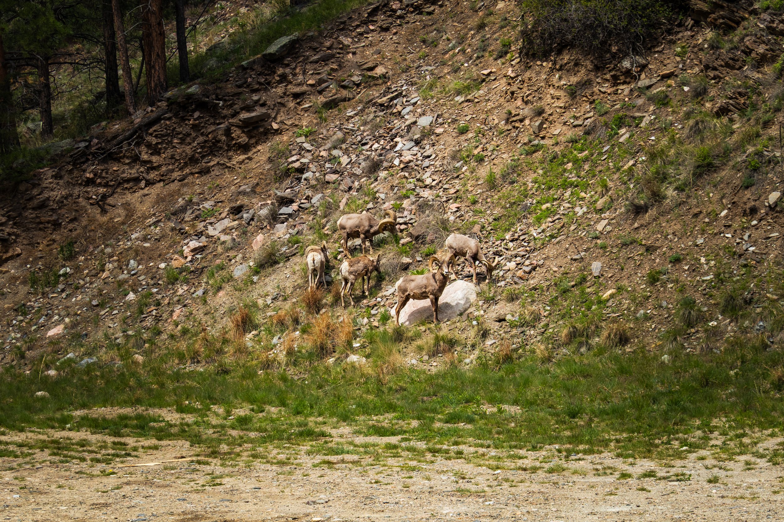 Photo ID: RAM-003