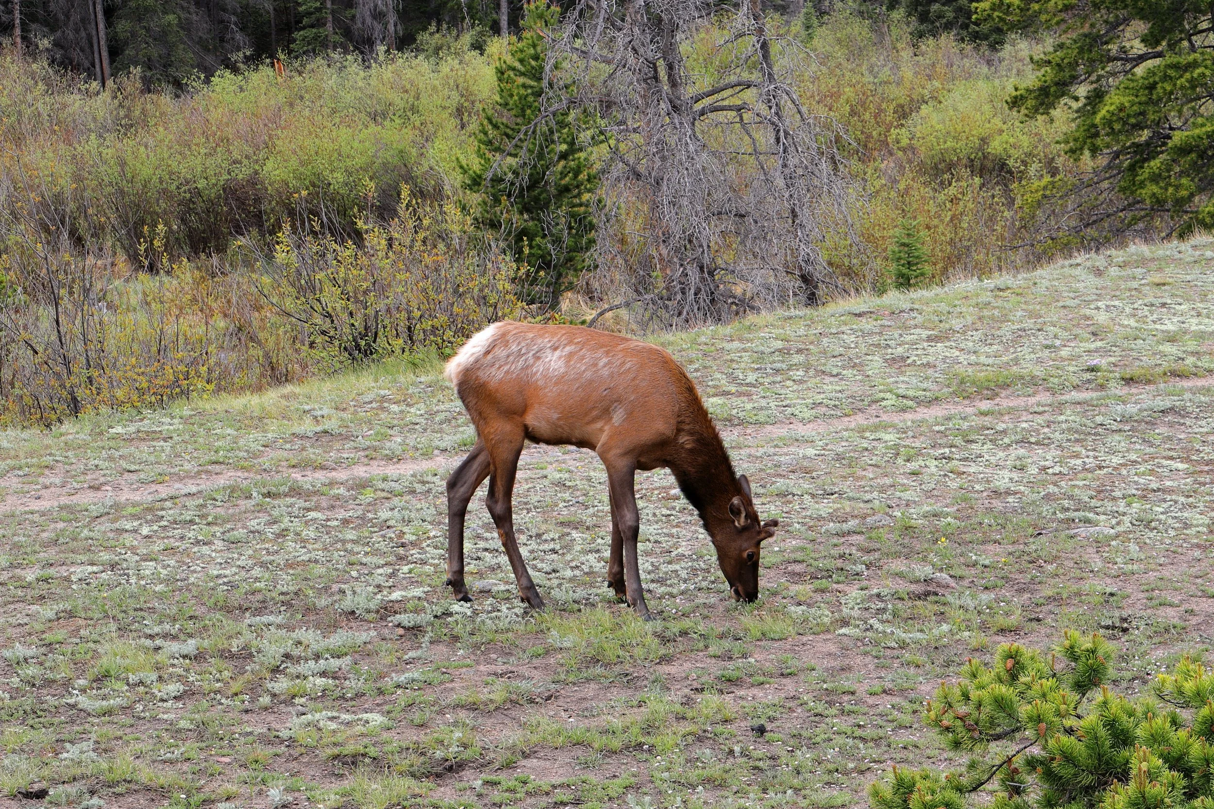 Photo ID: ELK-013