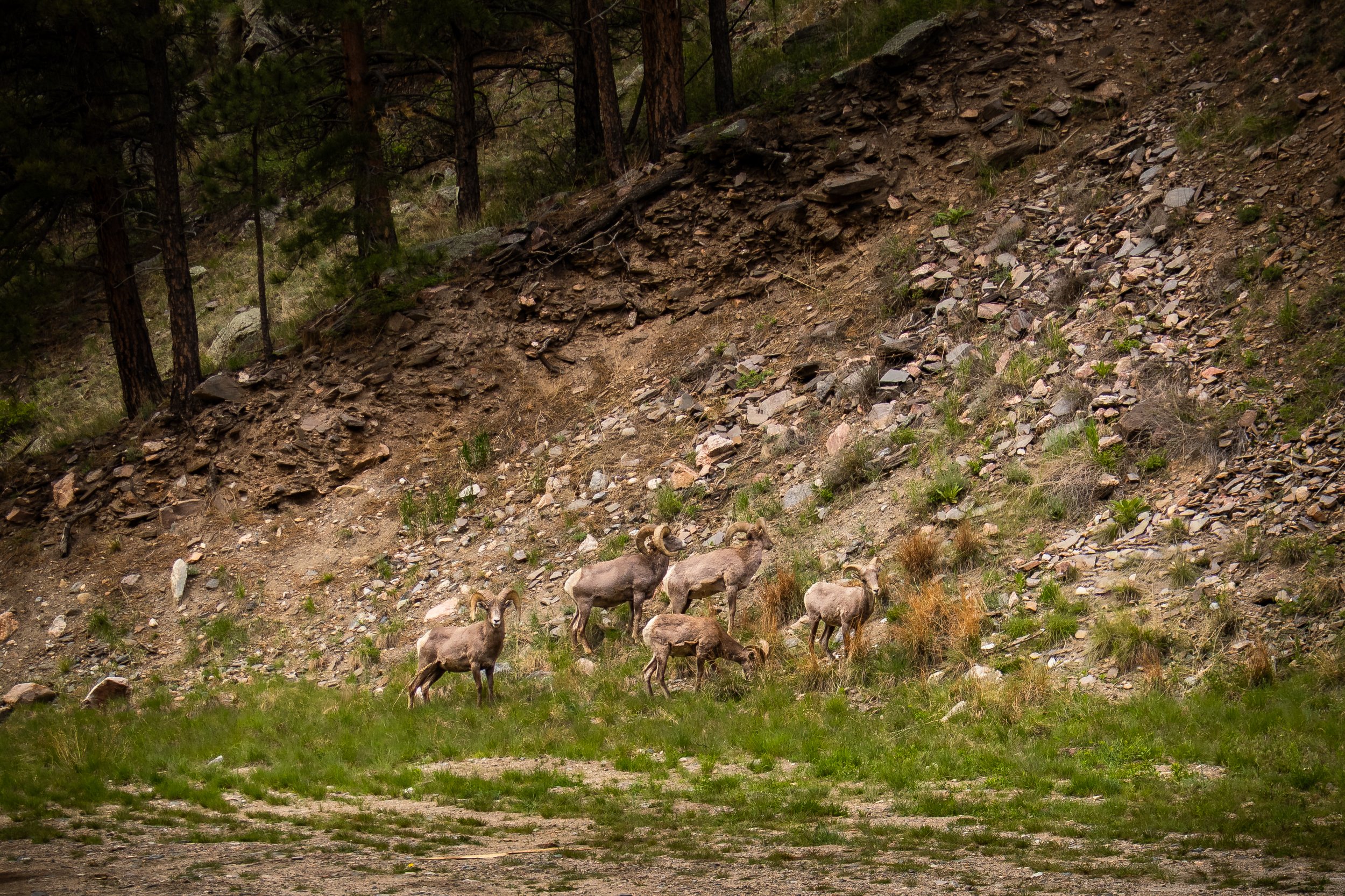 Photo ID: RAM-001