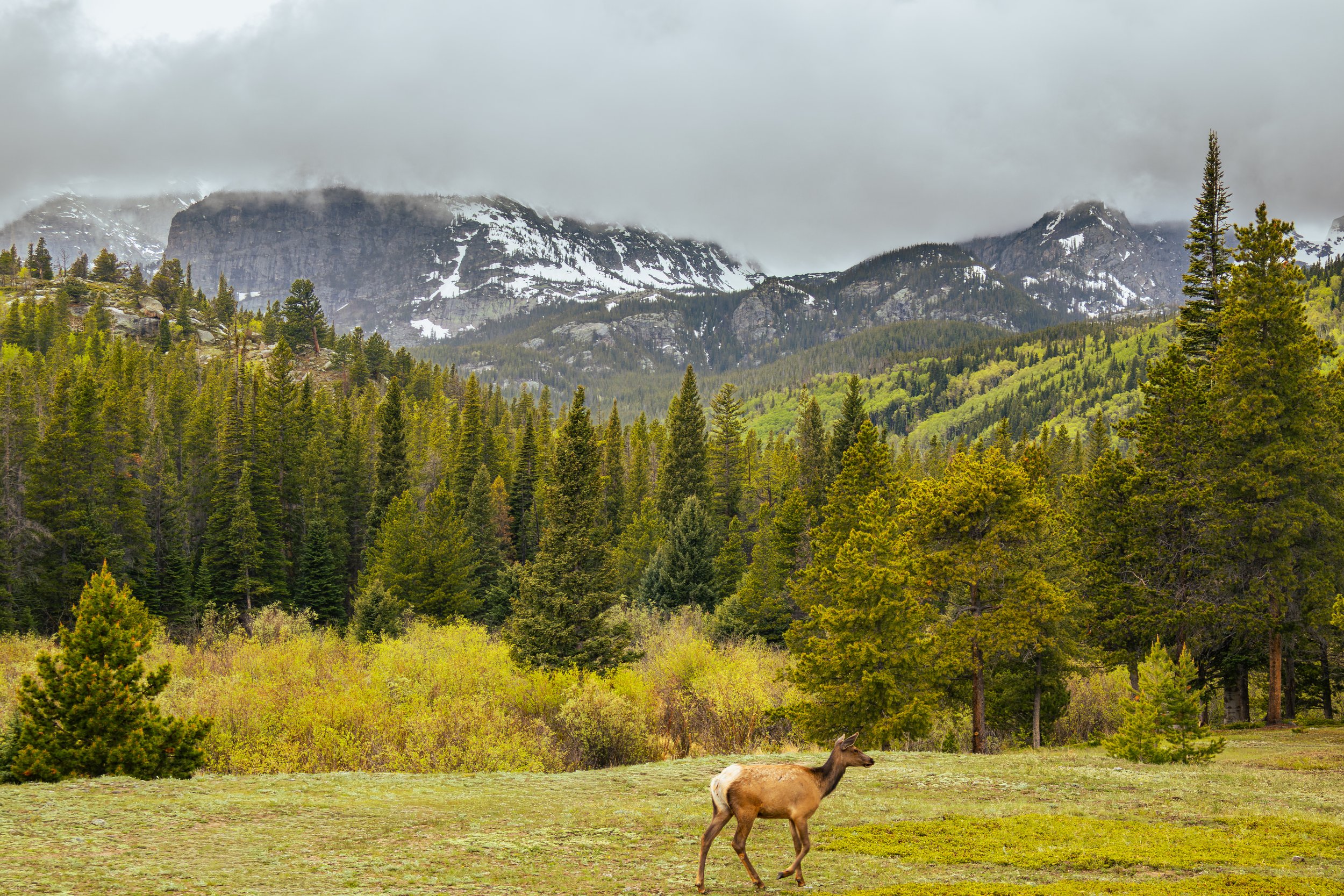 Photo ID: ELK-013
