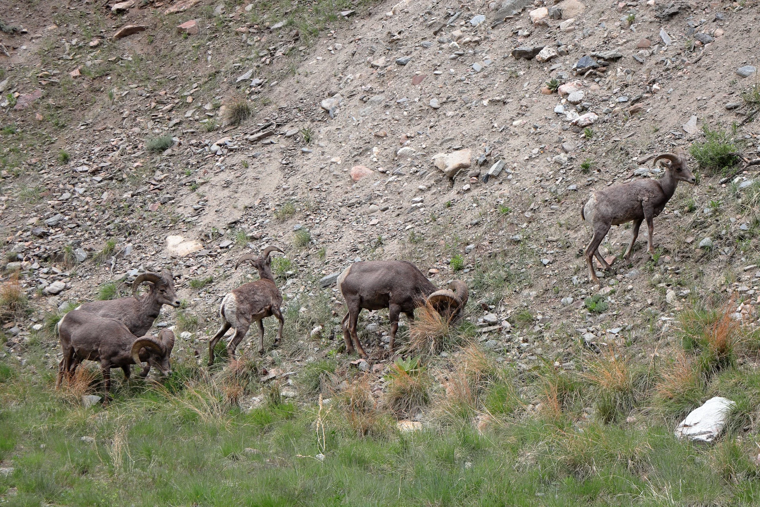 Photo ID: RAM-009