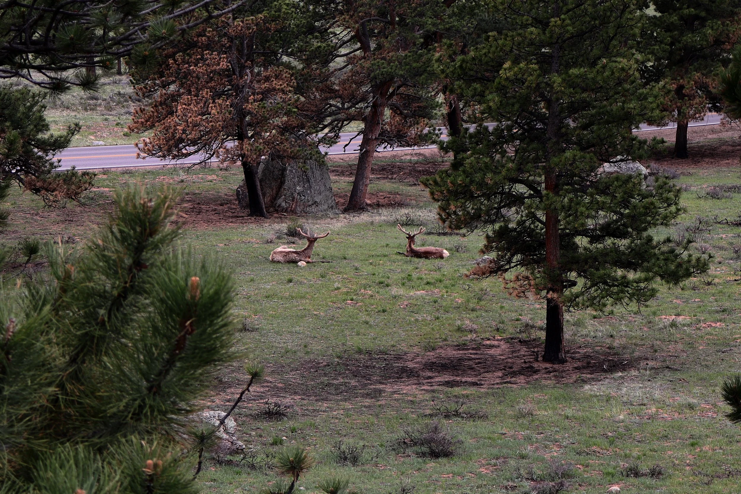 Two deer resting on the grass in a forest clearing, framed by trees and pine branches, with a road in the background.