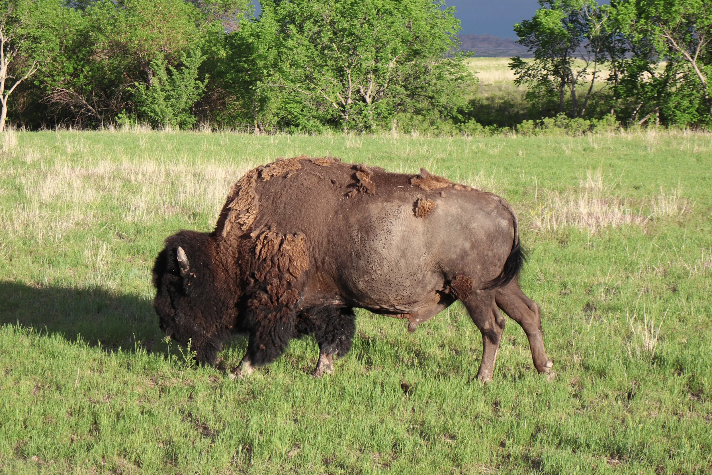 Buffalo