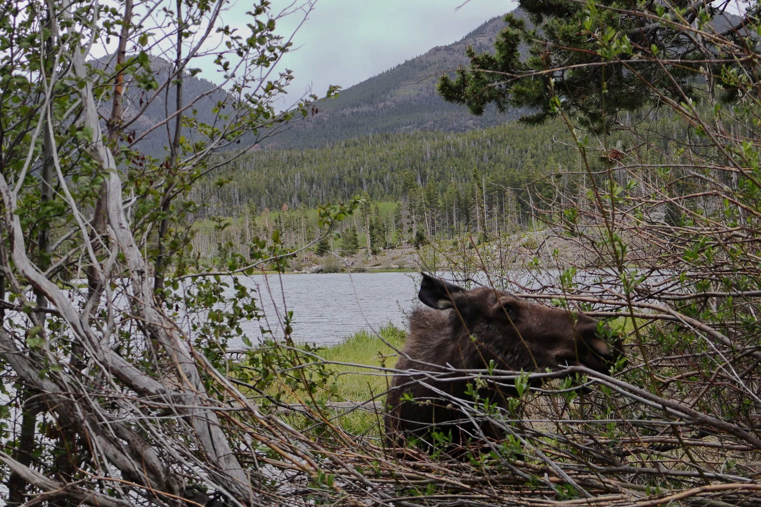 Photo ID: MOOS-008