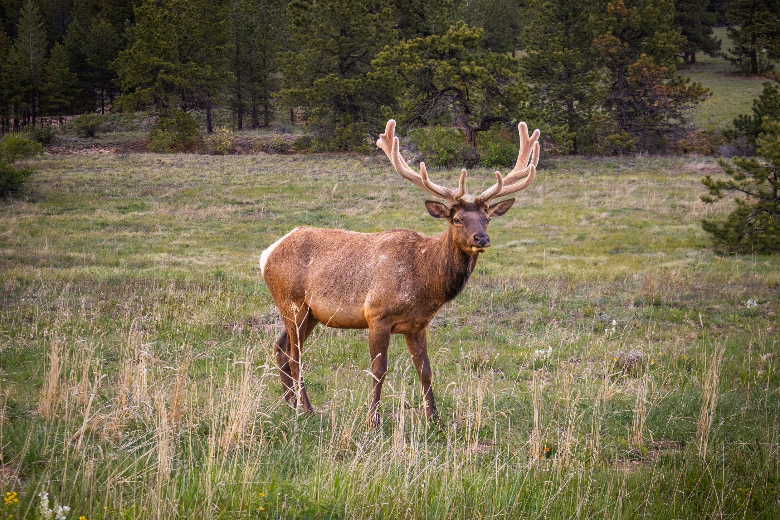 Elk