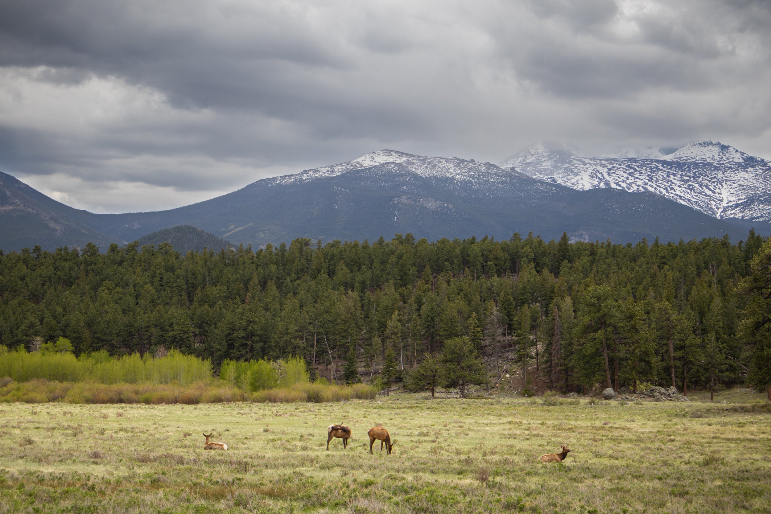 Photo ID: ELK-002