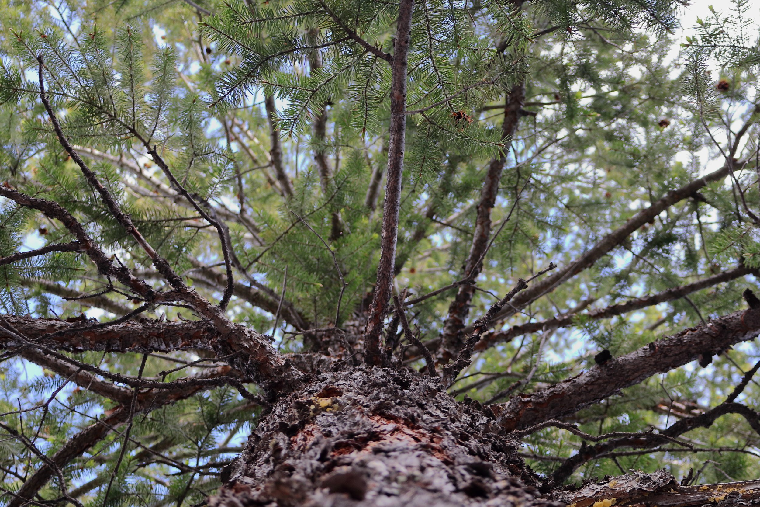 Photo ID: WOOD-006
