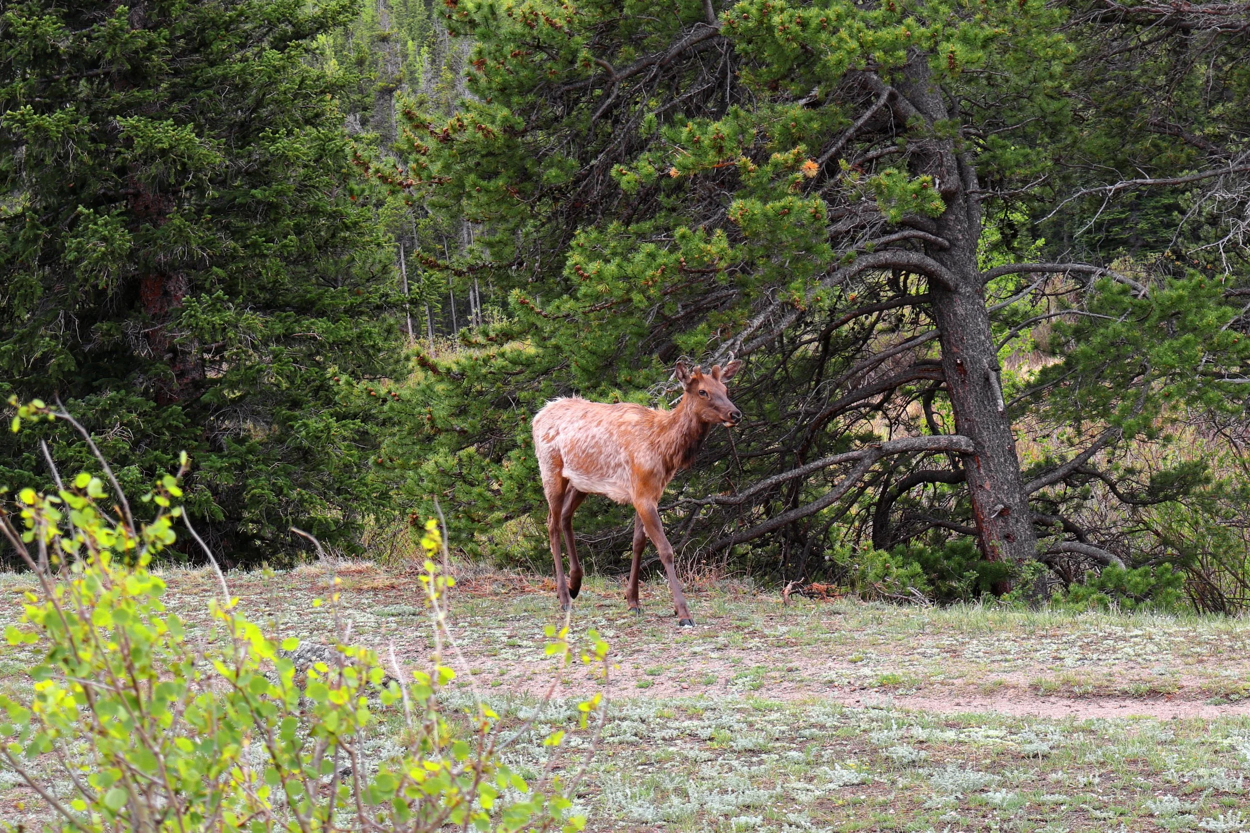 Photo ID: ELK-014
