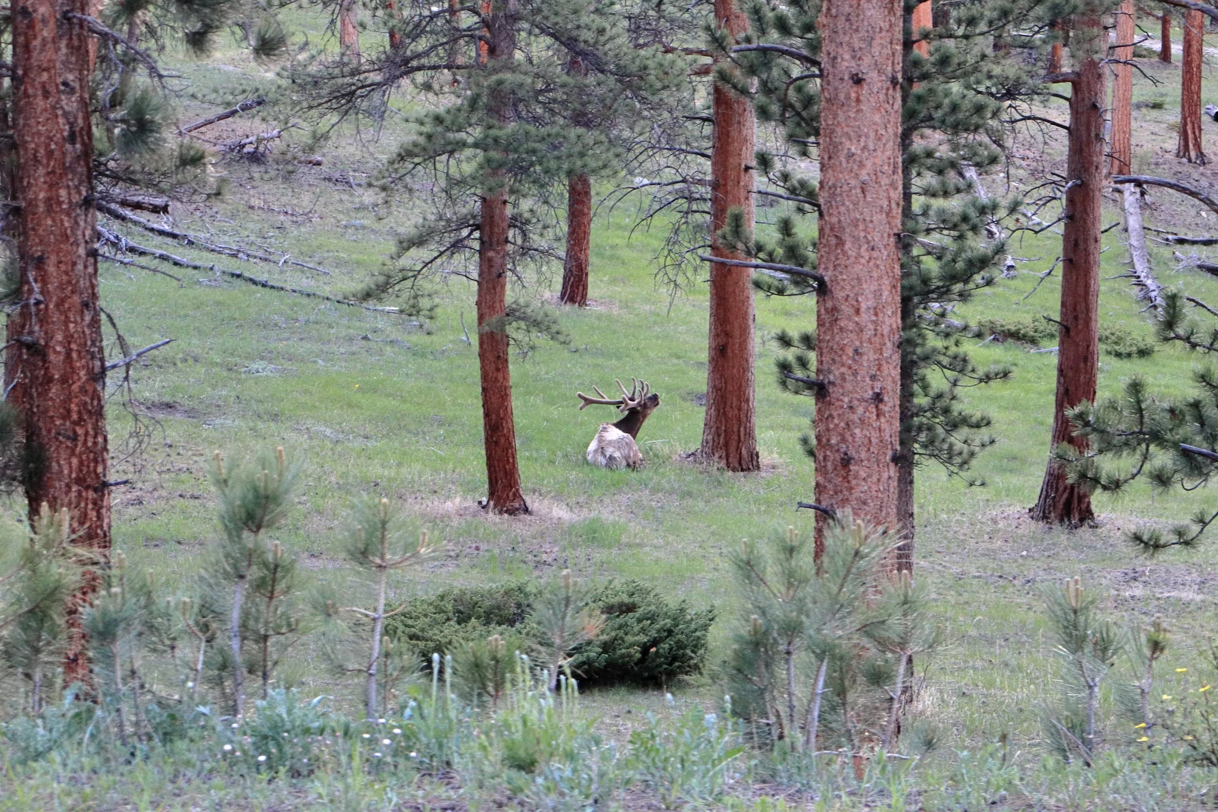 Photo ID: ELK-010