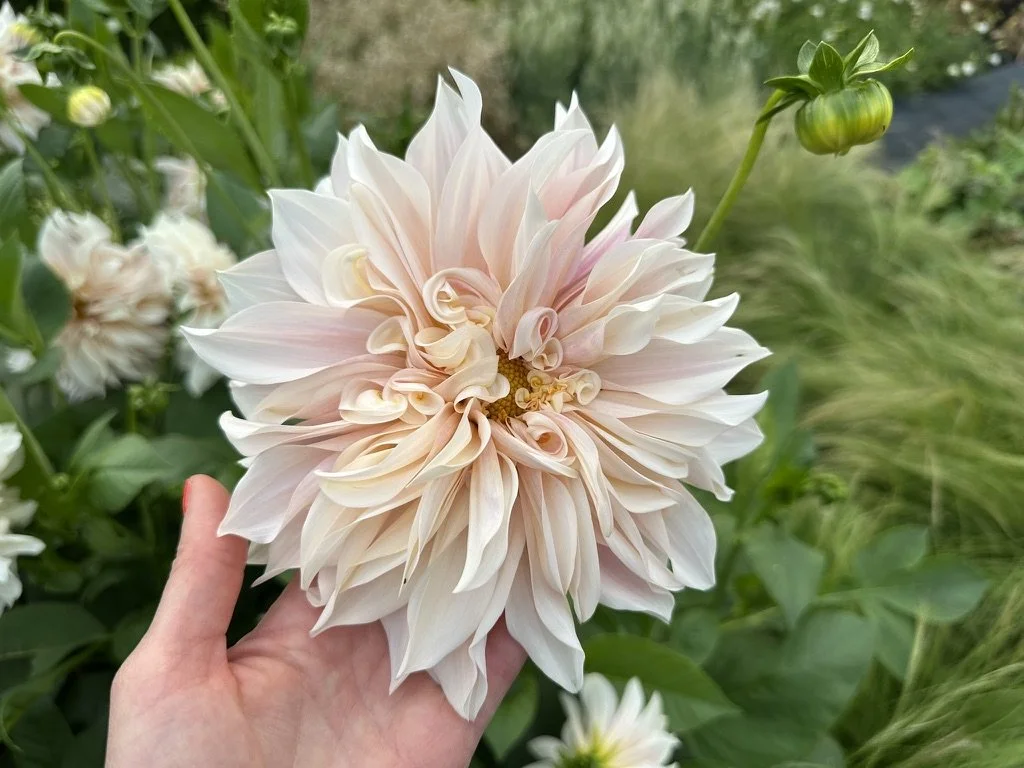 Martina's hand holding a beautiful dahlia