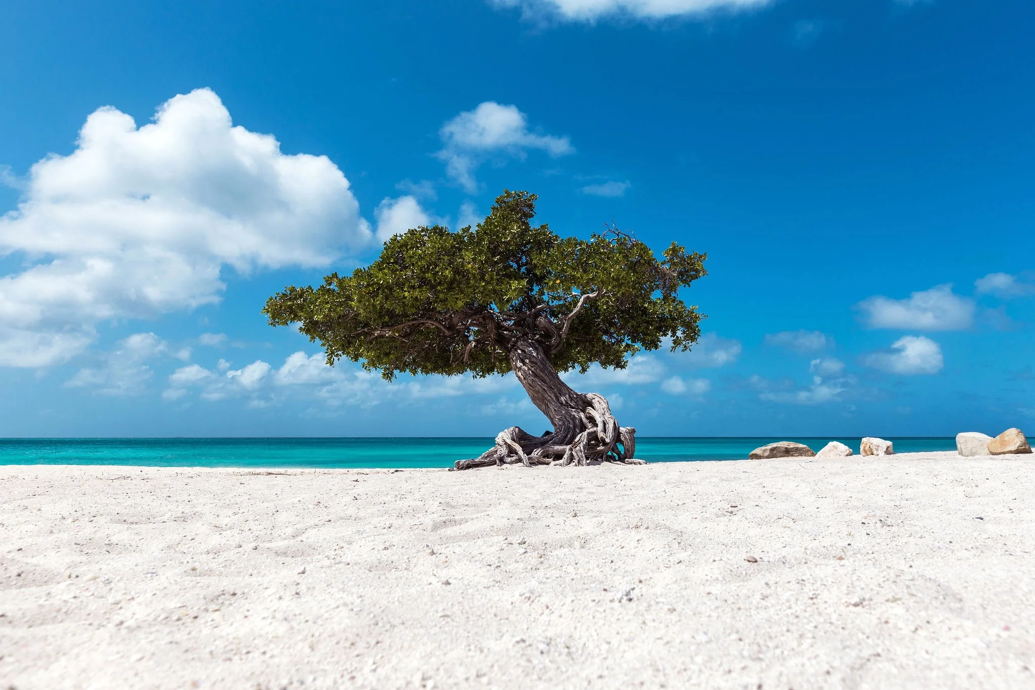 Watapana tree aruba