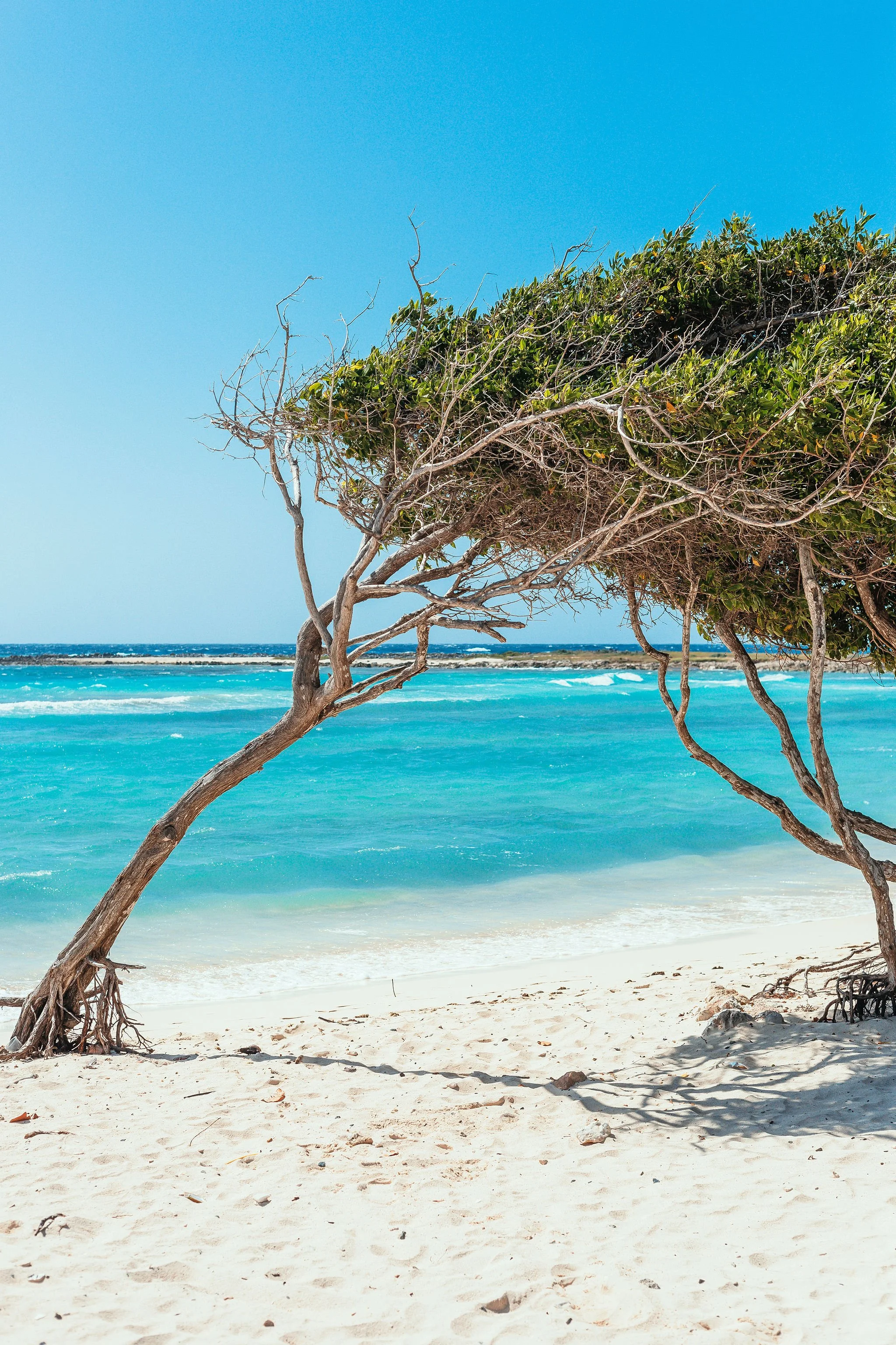 Baby beach aruba