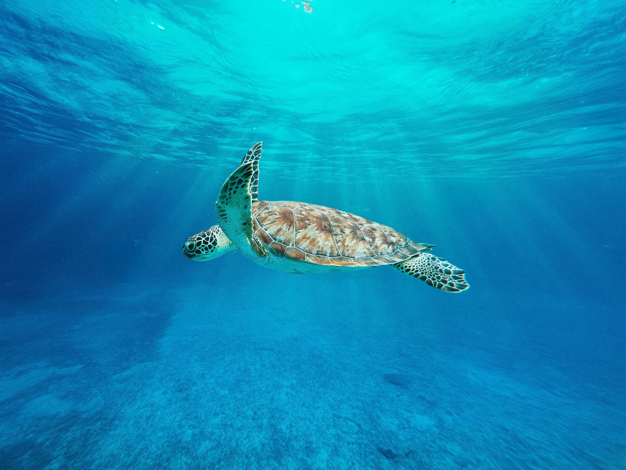 Snorkling in Mangel Halto aruba