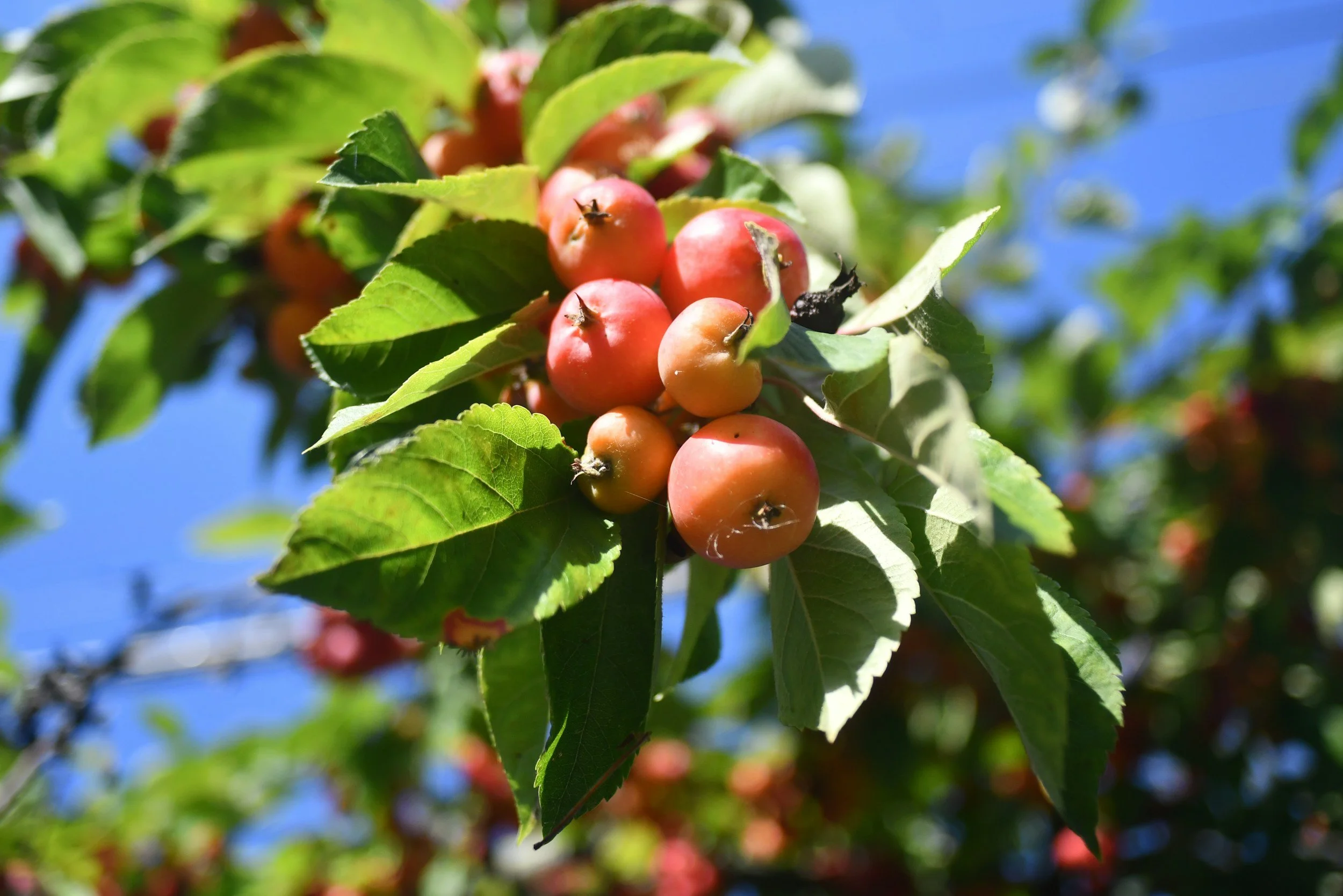 Close-up of a branch with small, round, reddish apples and green leaves against a clear blue sky.