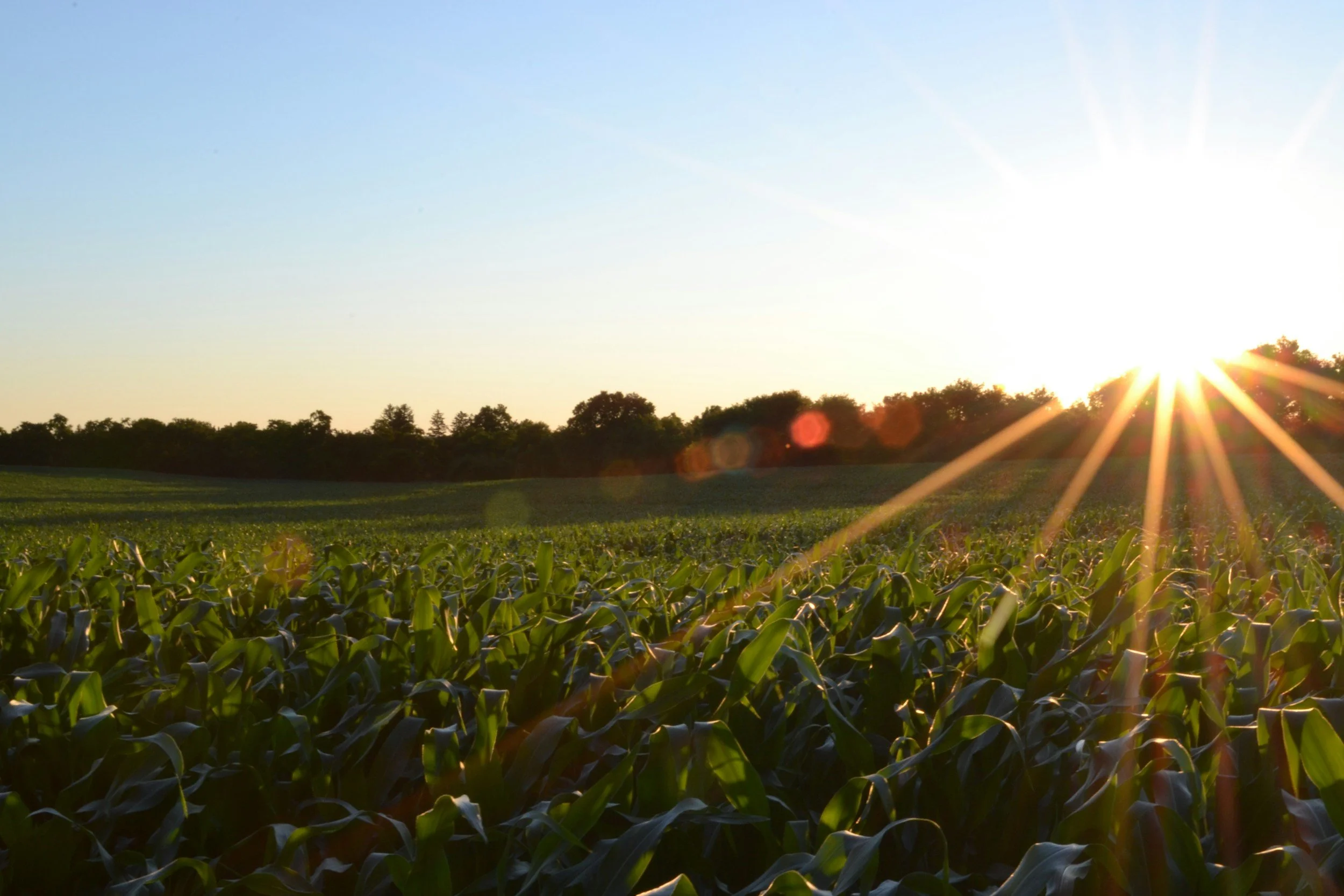 A field of green crops with trees in the background and the sun setting near the horizon, creating sun rays and lens flare.