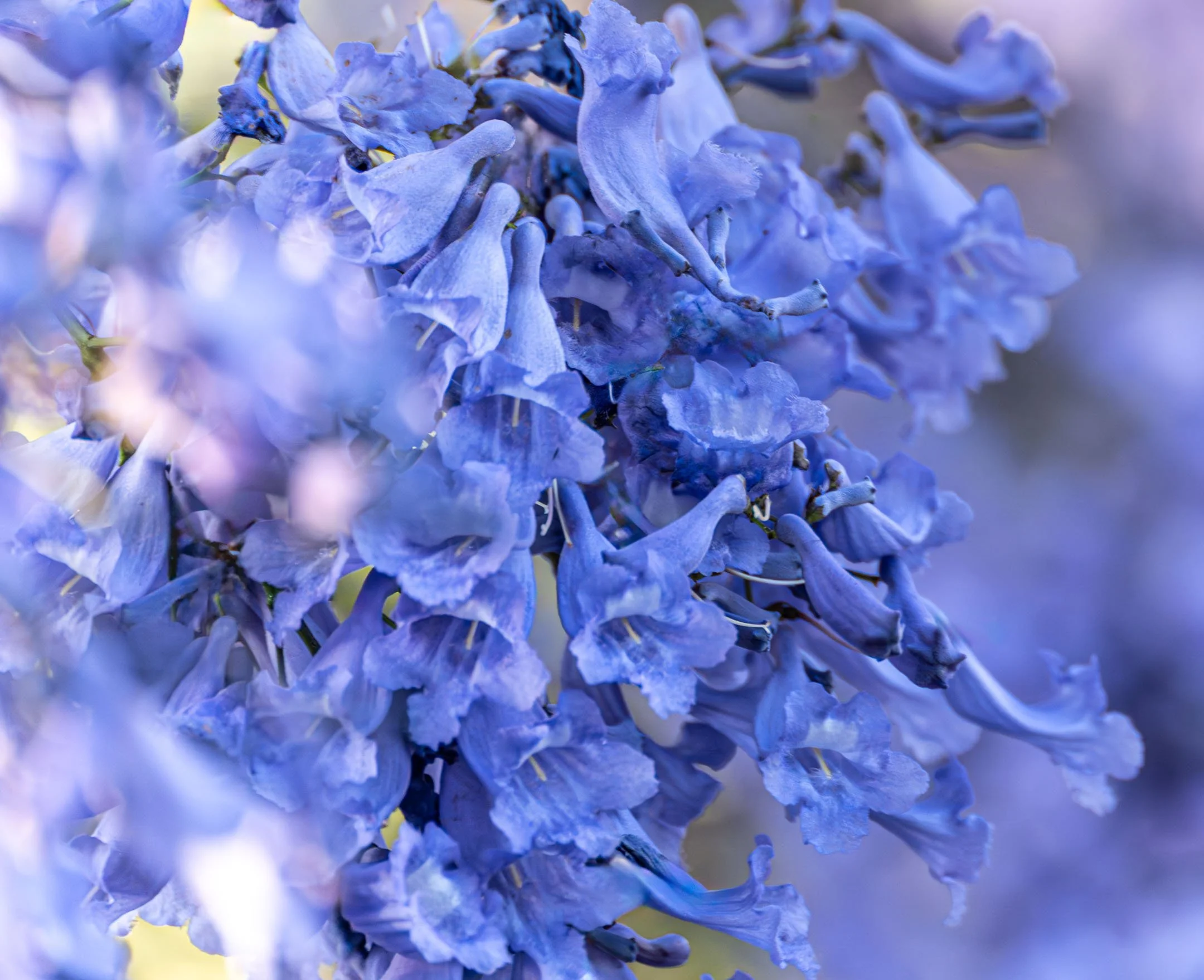 source: Jacaranda flowers from CDMX