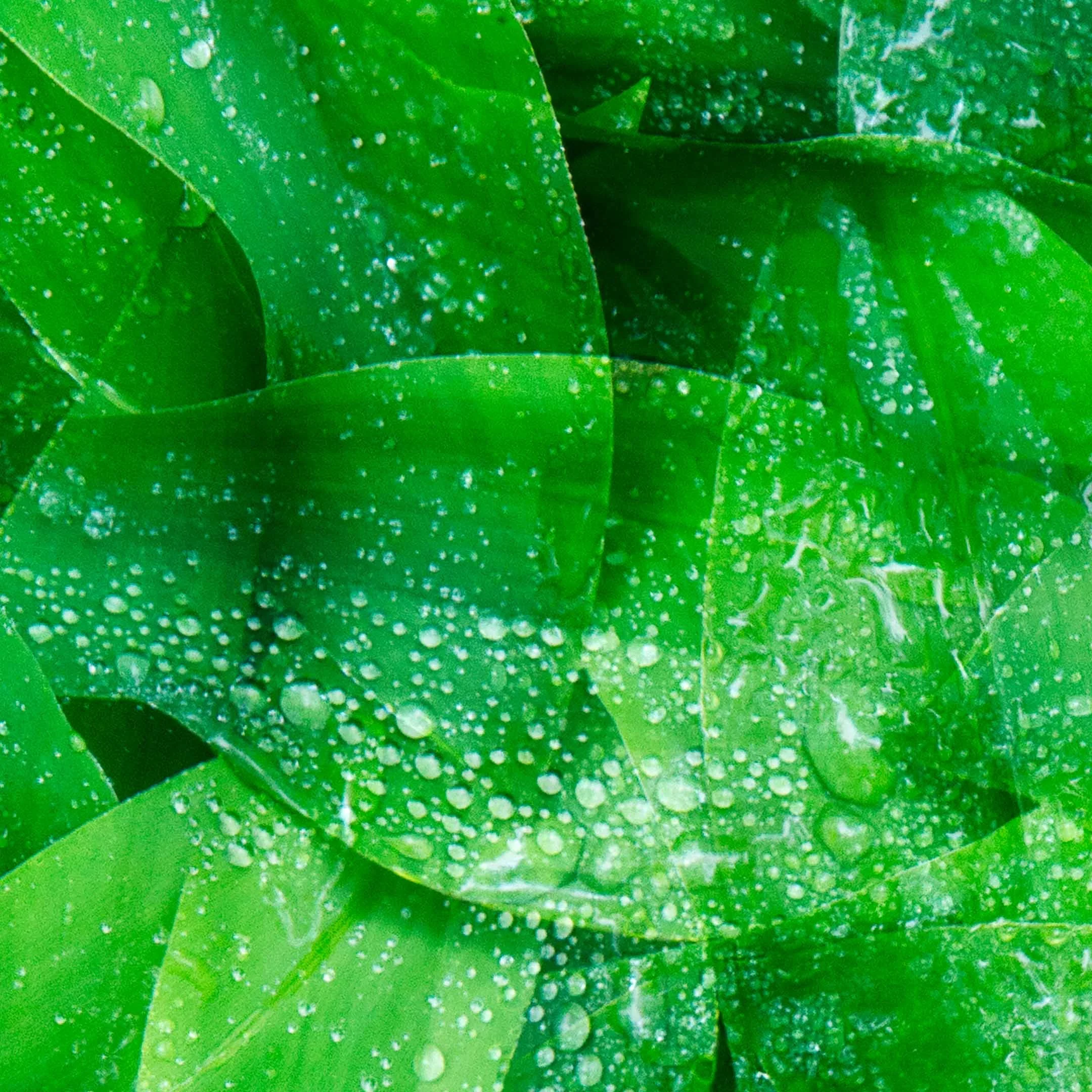 close-up detail