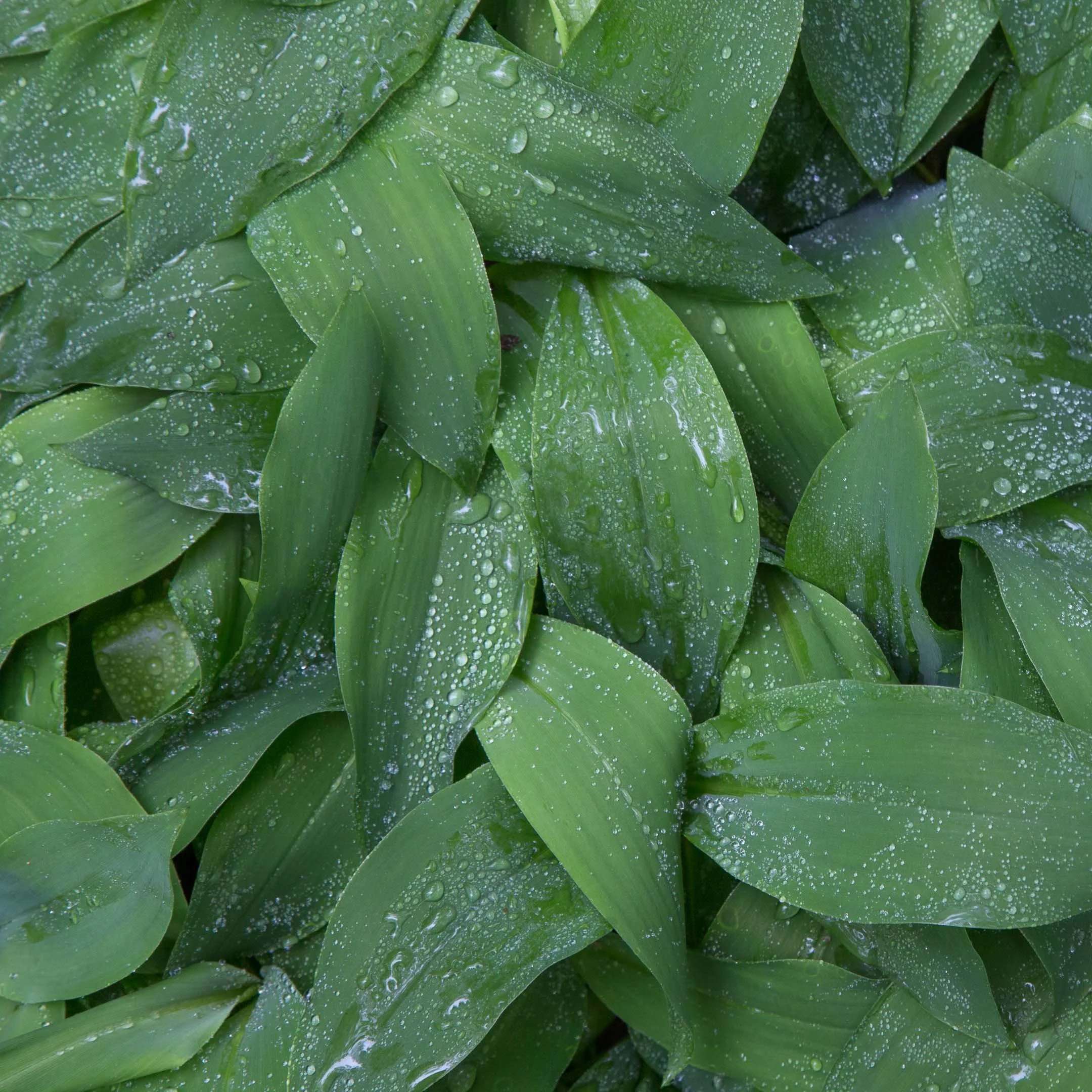 source: School of Horticulture, Niagara Falls