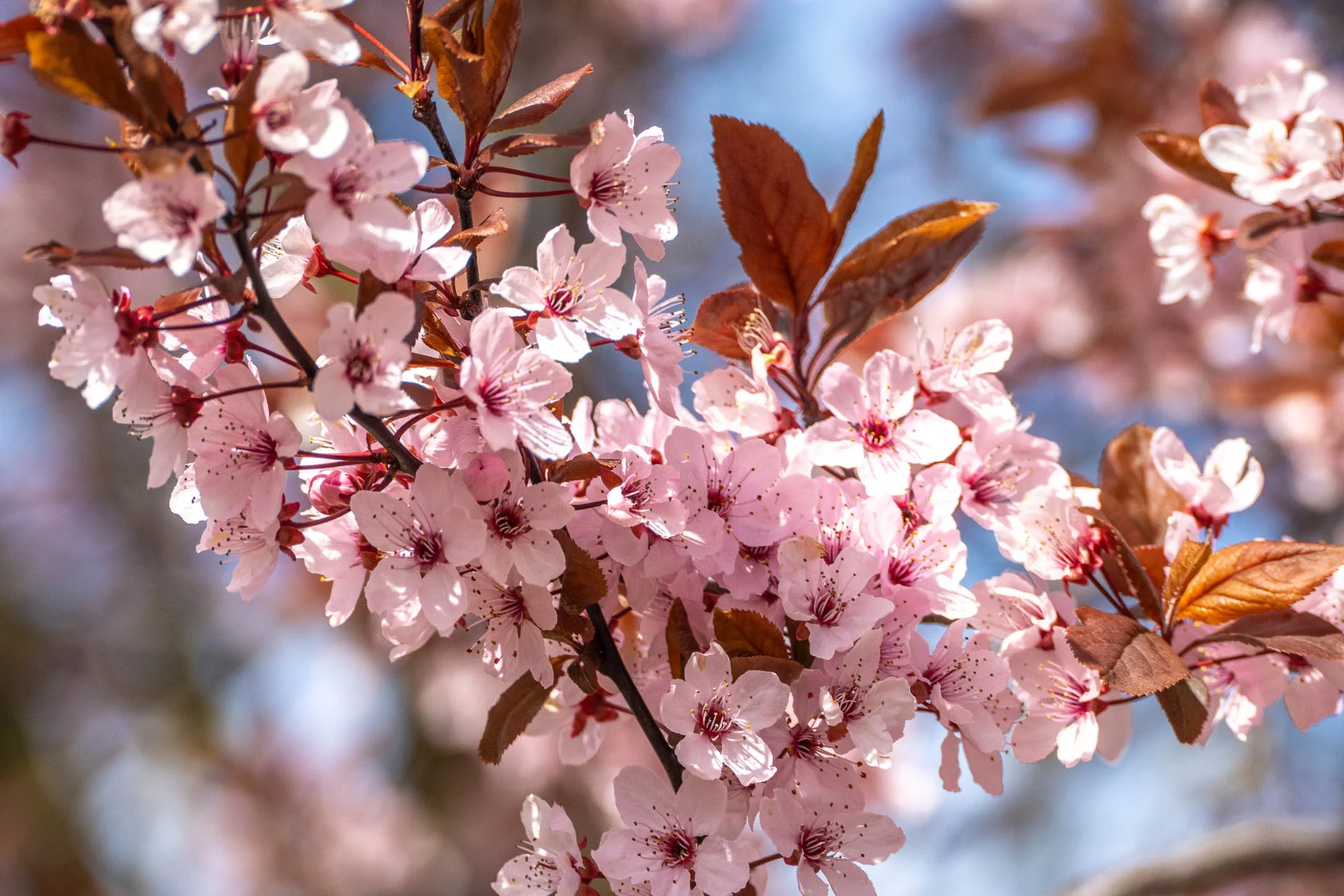 source: cherry blossoms, Nuremberg, Germany