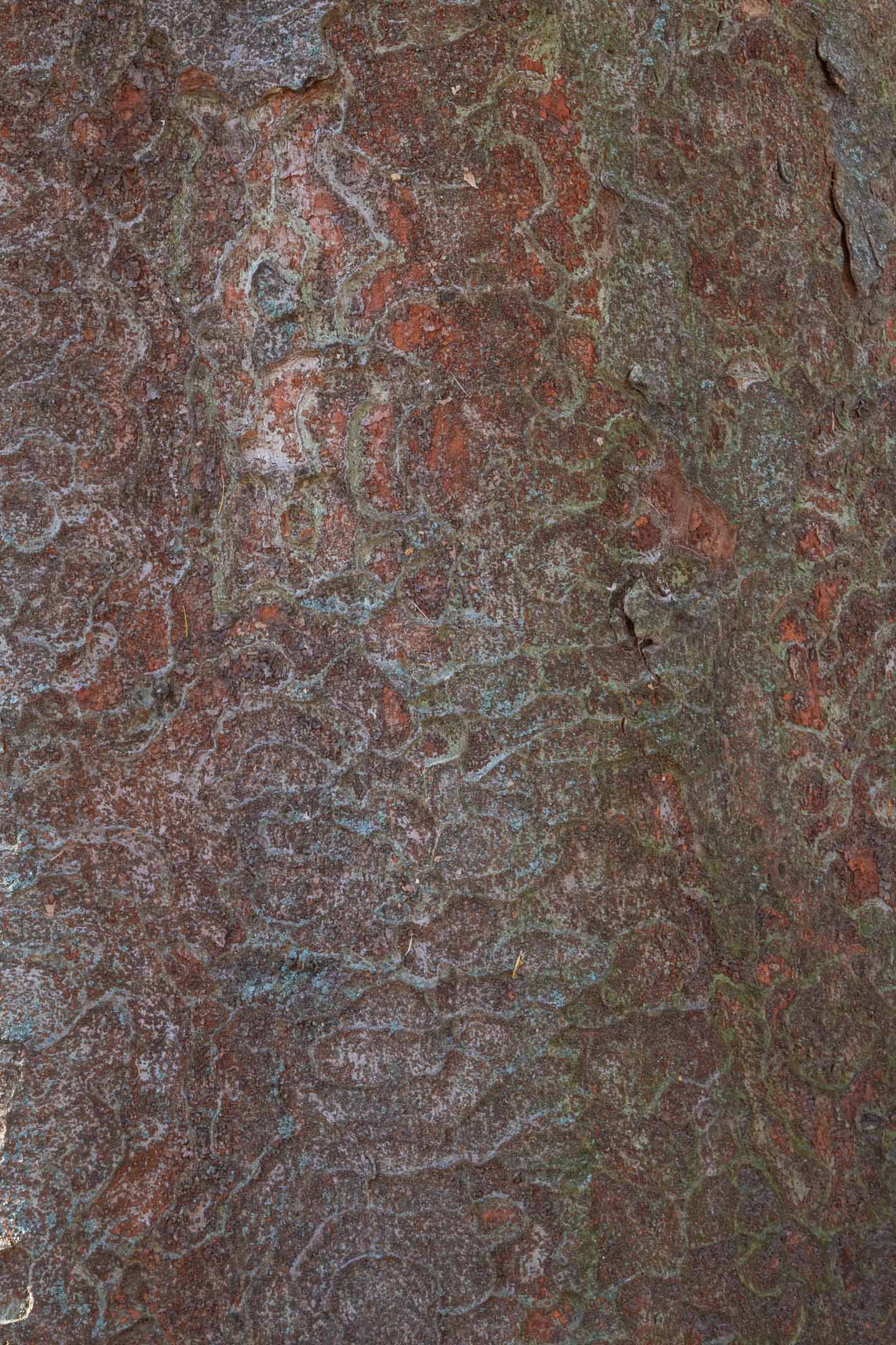 Source image: unidentified tree bark from Cabbagetown Toronto