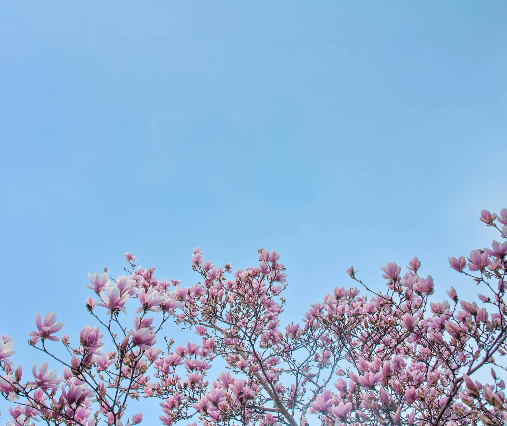 source: magnolias, Toronto, Canada