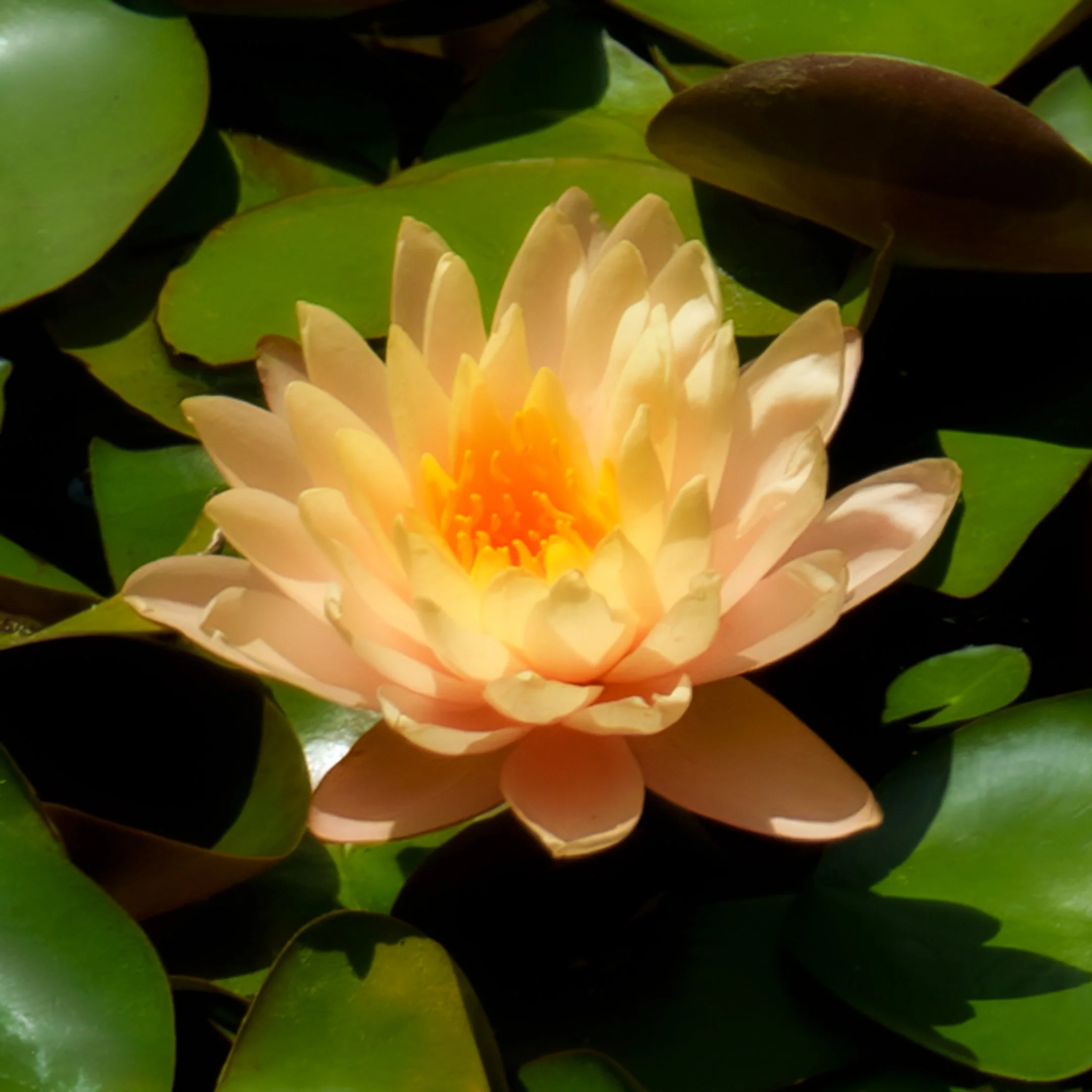 source image: water lily