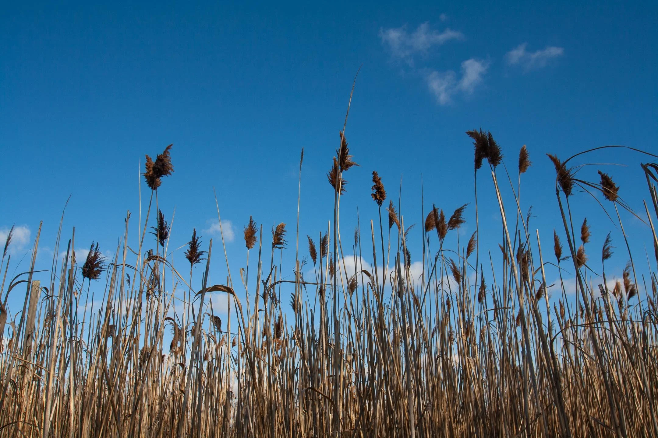 source:  reeds from the Waterfront Trail, Toronto
