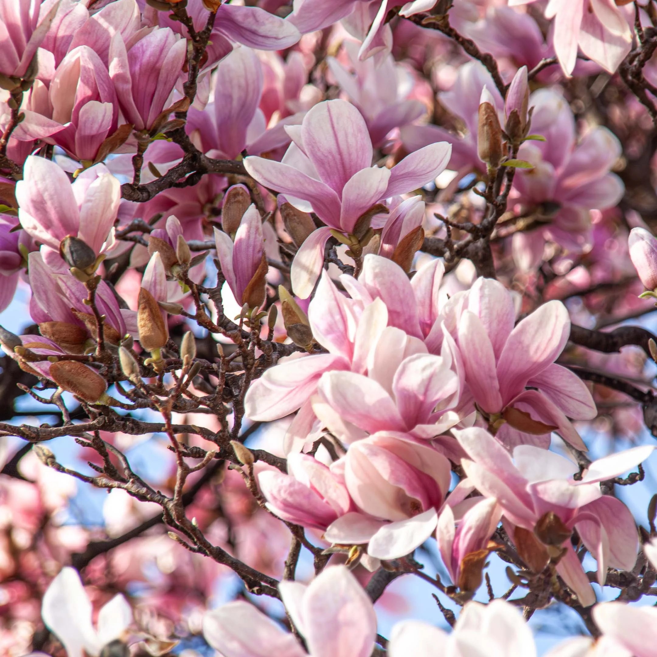 source: magnolias in Cabbagetown, Toronto, Canada