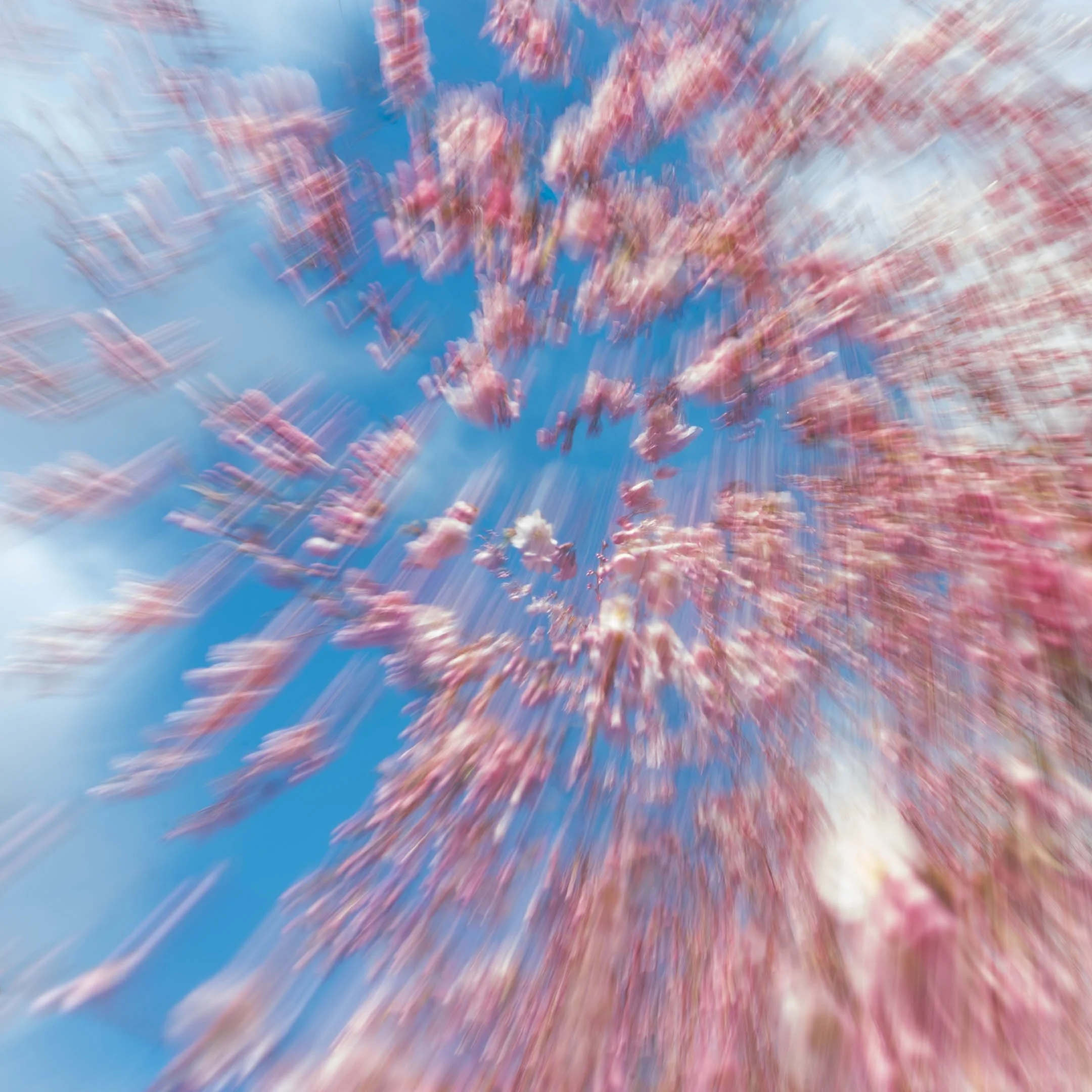 source image: magnolias and blue sky - in camera image