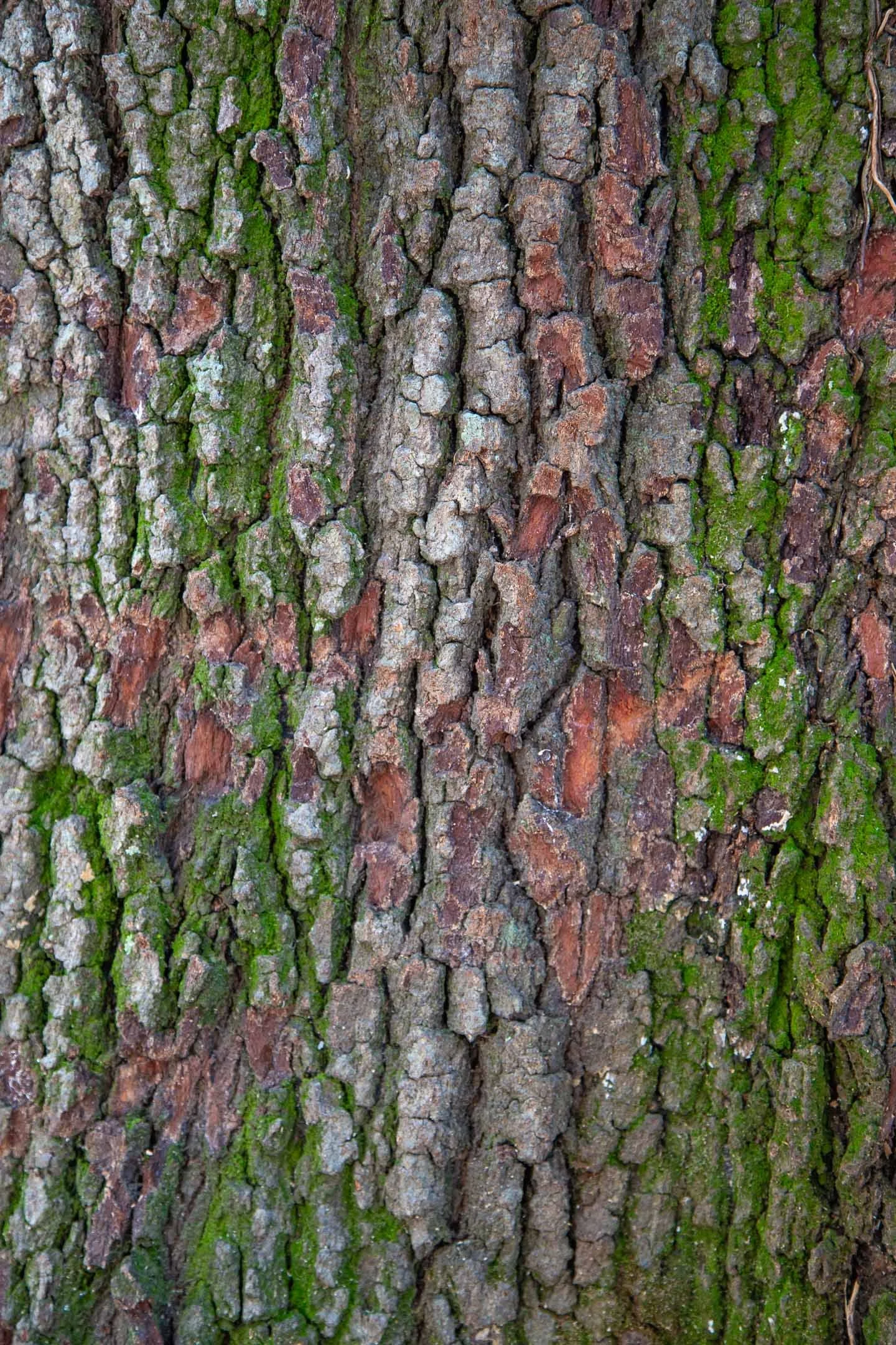 source:  tree bark, Cabbagetown Toronto