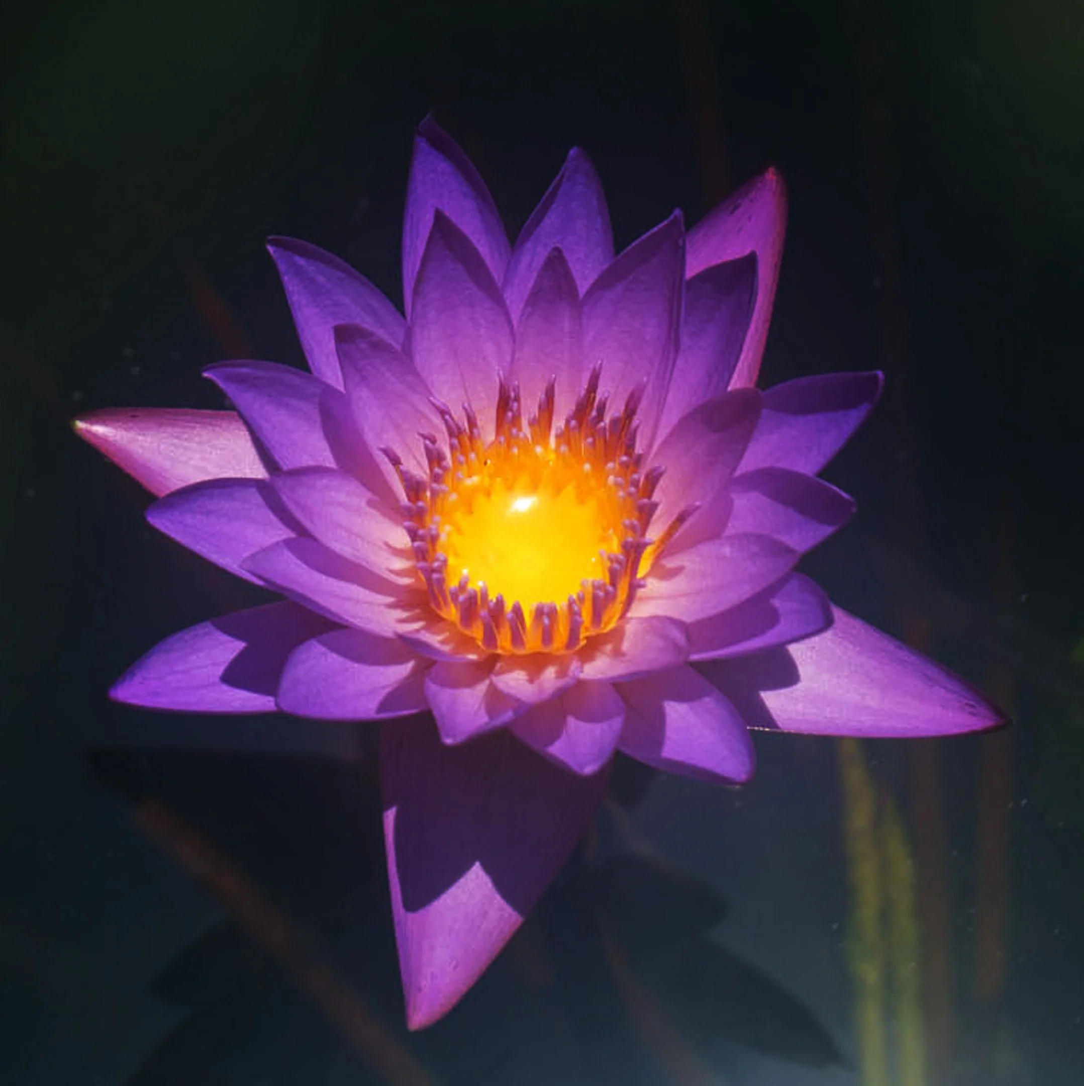 source image: water lily