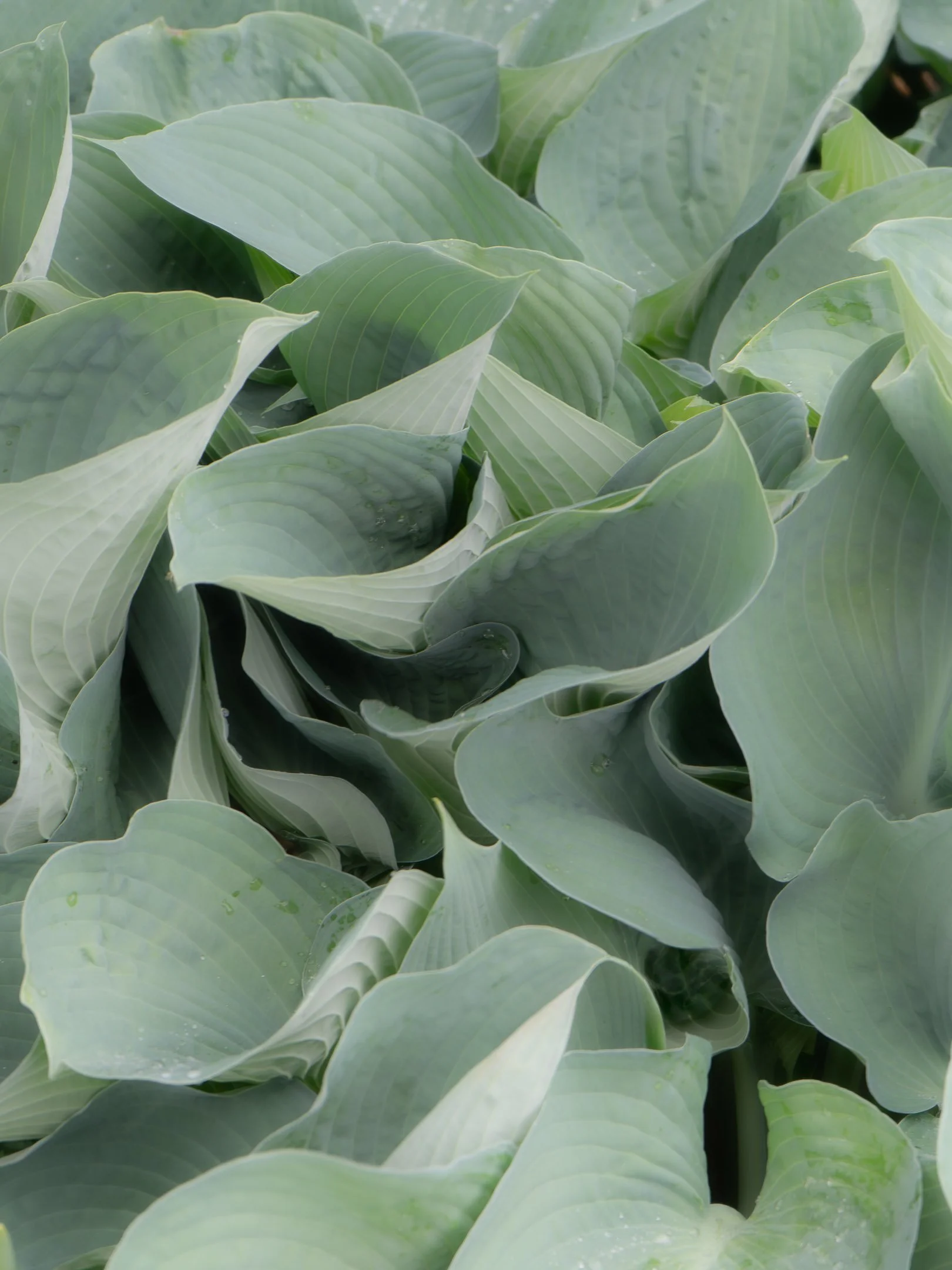 source: School of Horticulture, Niagara Falls