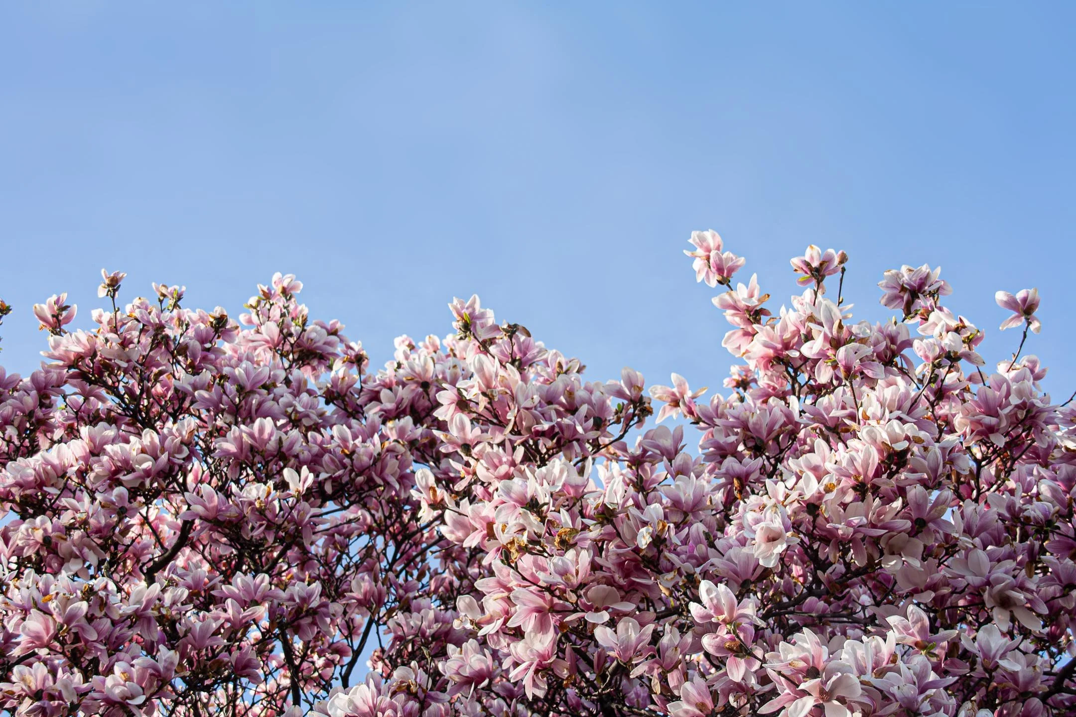 source: magnolias, Cabbagetown, Toronto