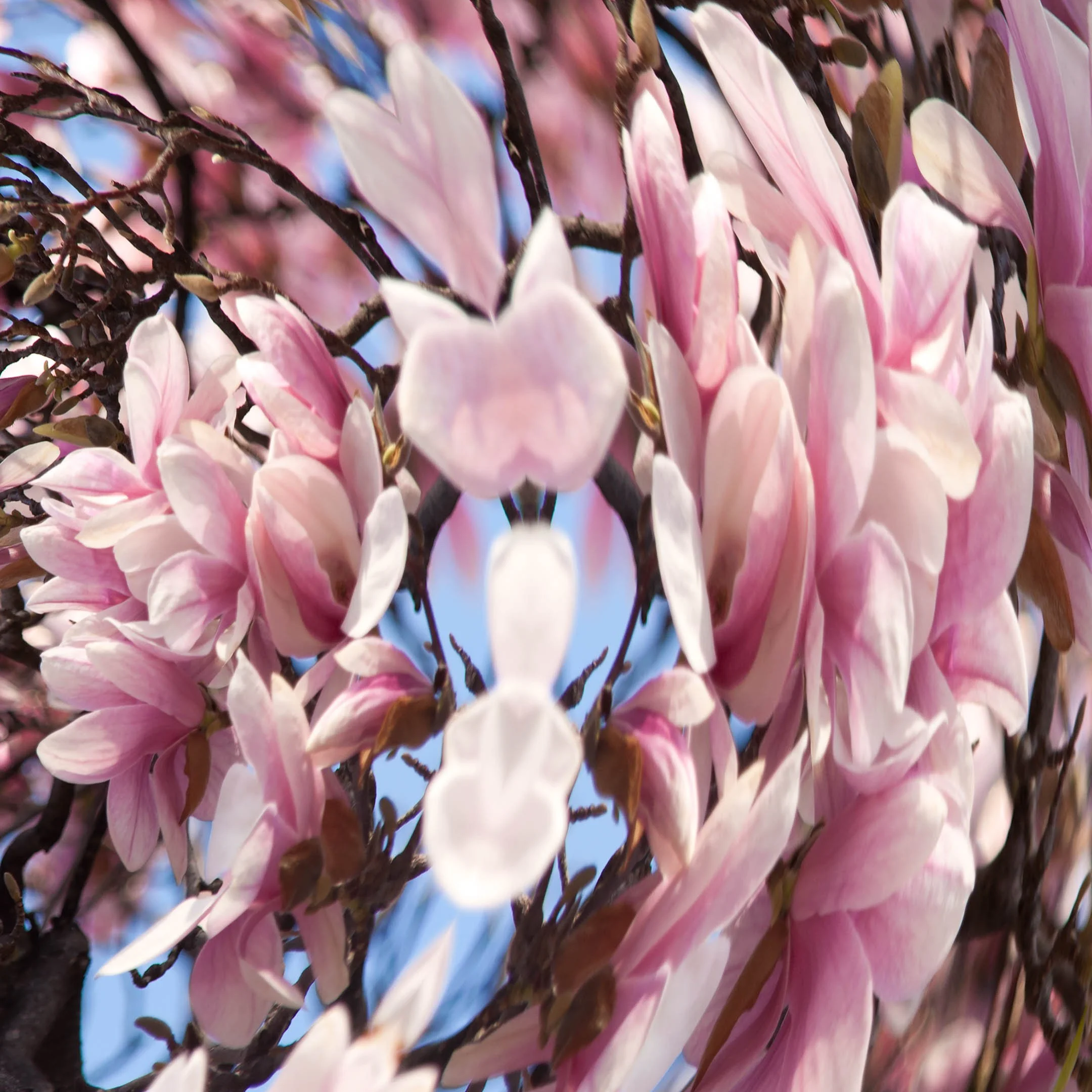 close-up detail